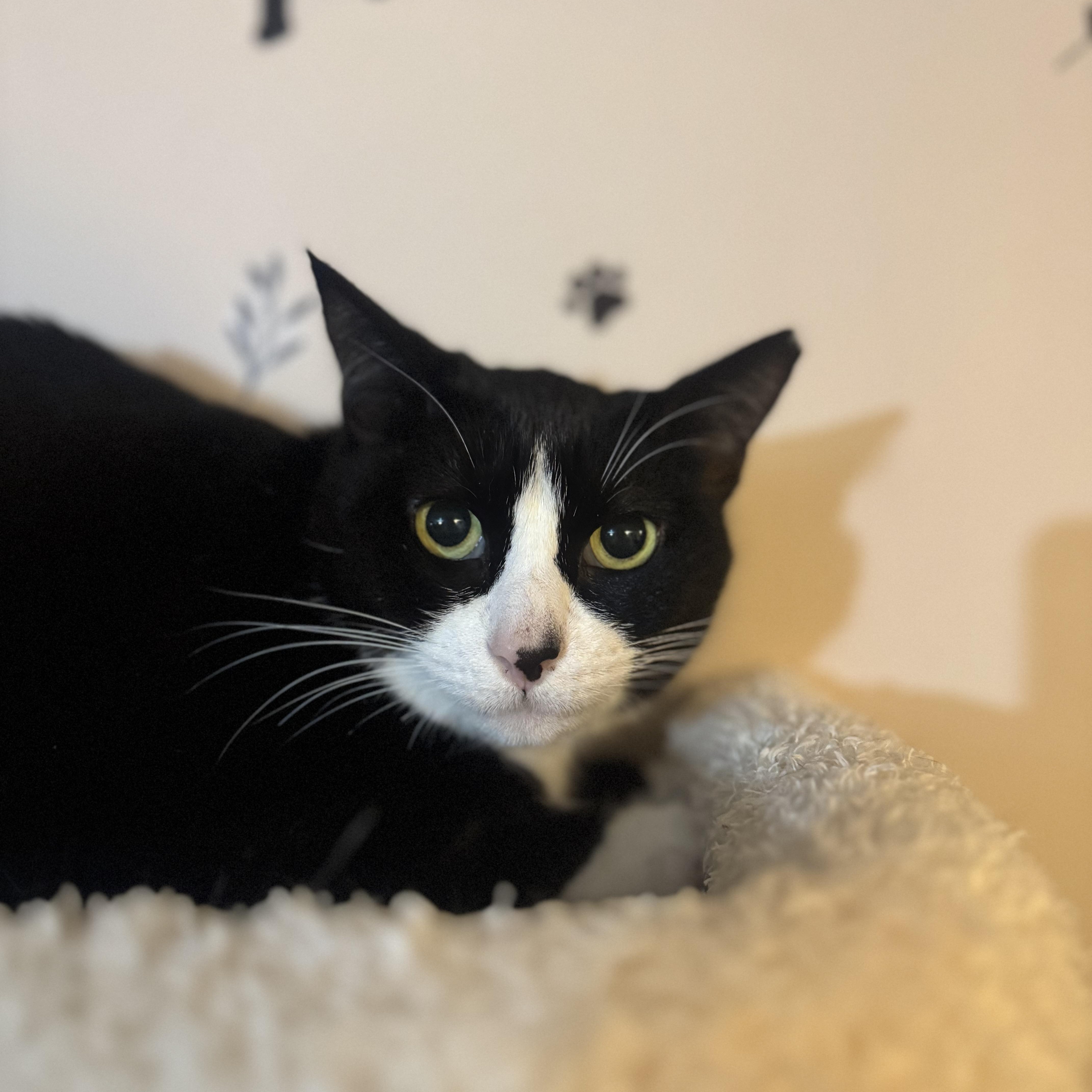 FRIDA, Adoptable, Adult Female Domestic Short Hair.