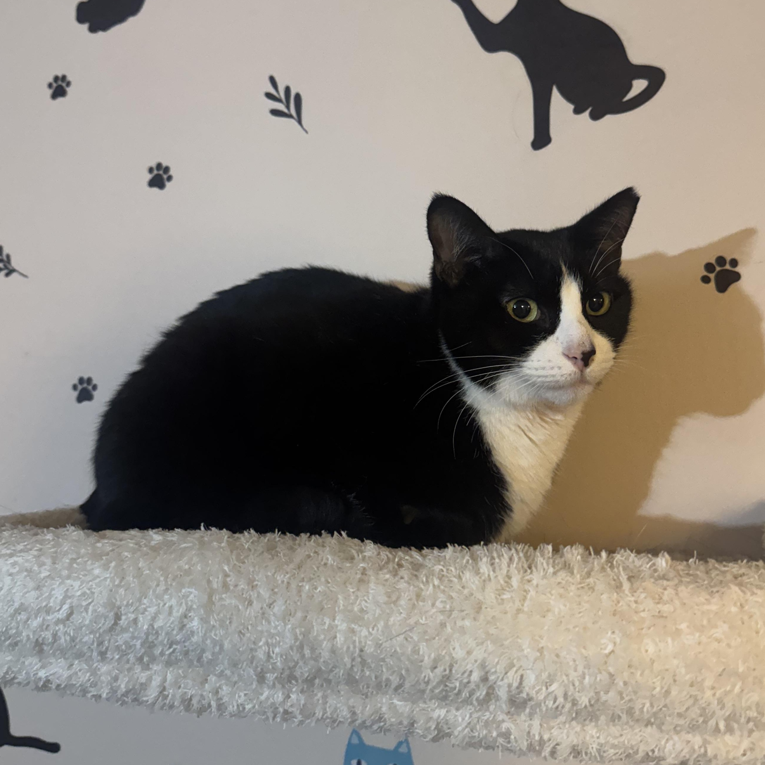 Enlarge FRIDA, a Adoptable Domestic Short Hair in Hamilton, NJ image 3/3