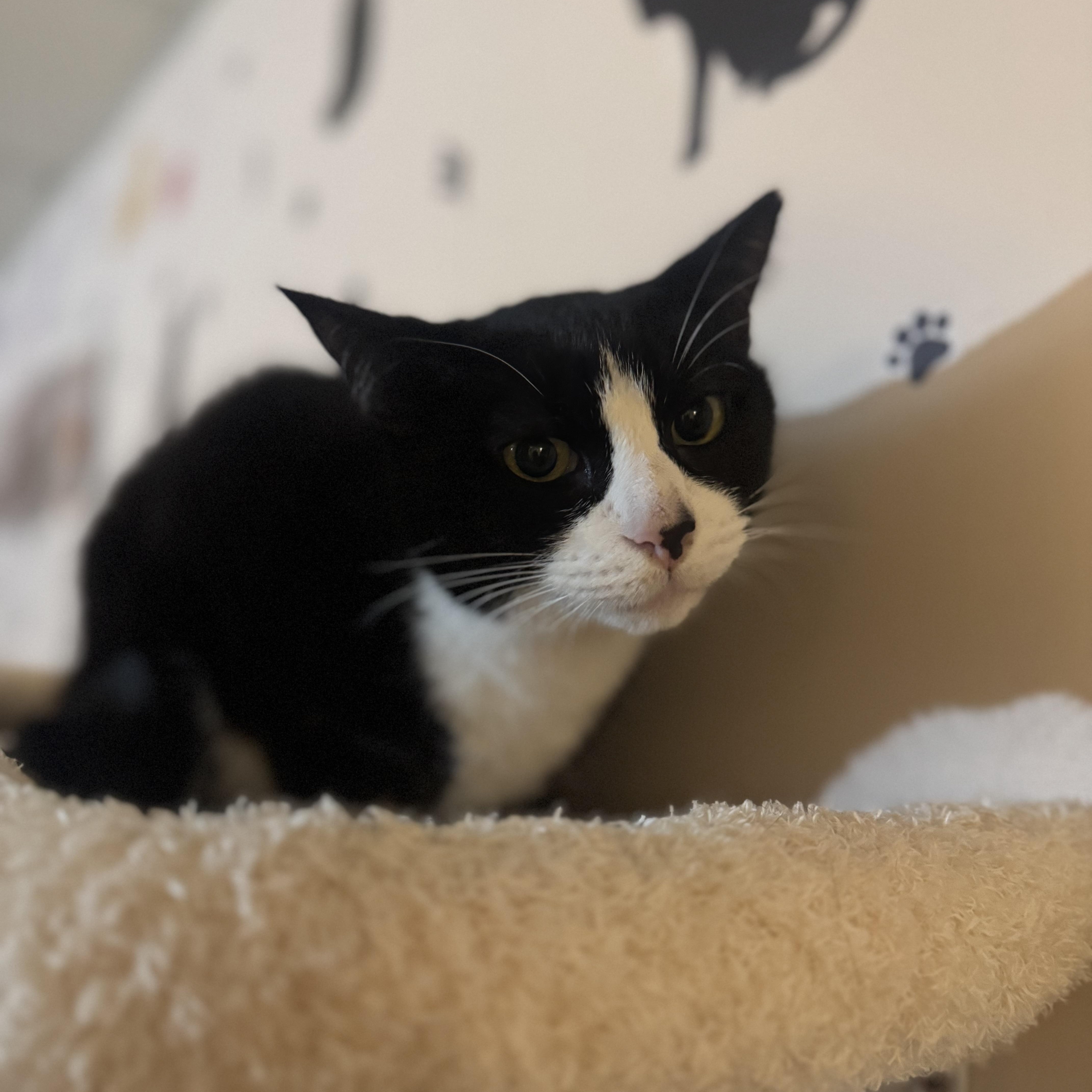 Enlarge FRIDA, a Adoptable Domestic Short Hair in Hamilton, NJ image 2/3