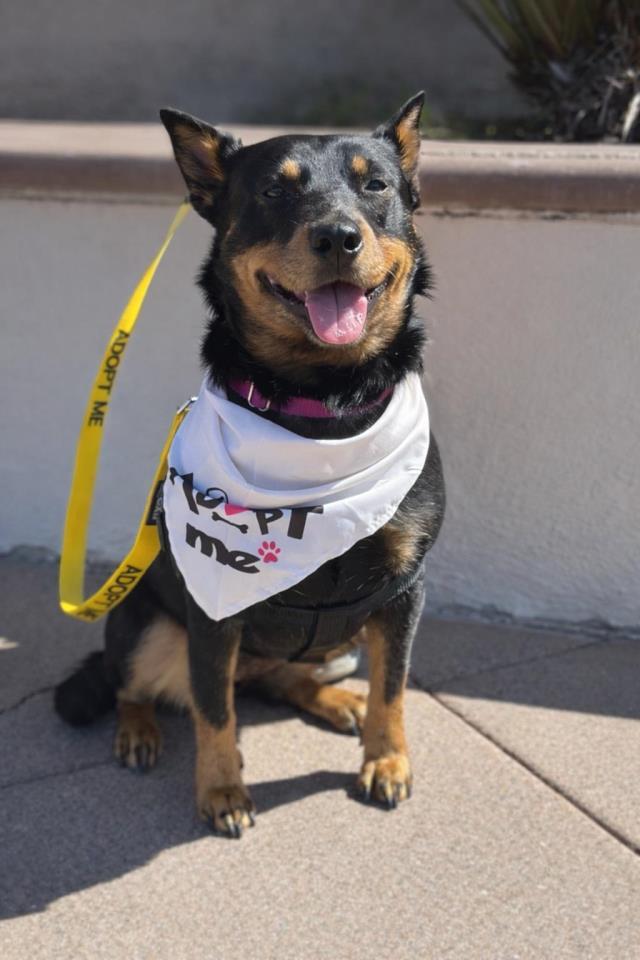 Enlarge ROSIE, a Adoptable mixed breed in Santa Maria, CA image 1/1