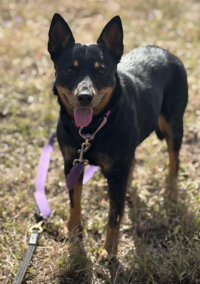ROSIE, Adoptable, Adult Female Australian Kelpie & Mixed Breed.