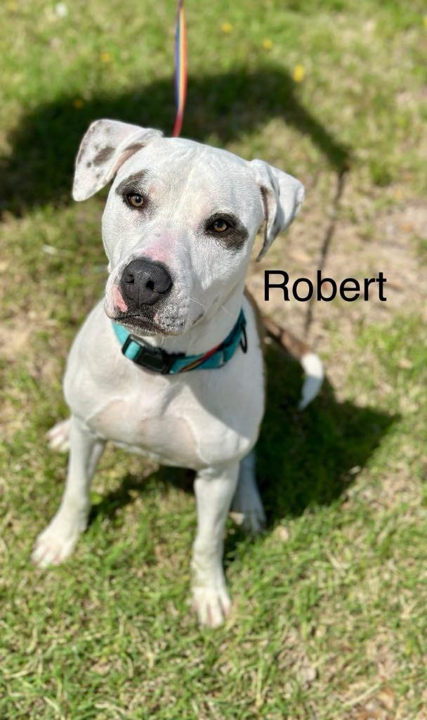 Robert, Adoptable, Young Male Pit Bull Terrier.