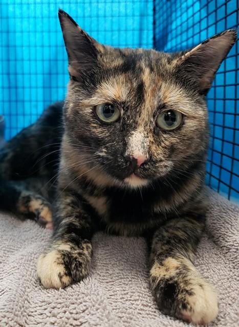 Enlarge Jade, a ADOPTABLE Domestic Short Hair in Tucson, AZ image 1/2