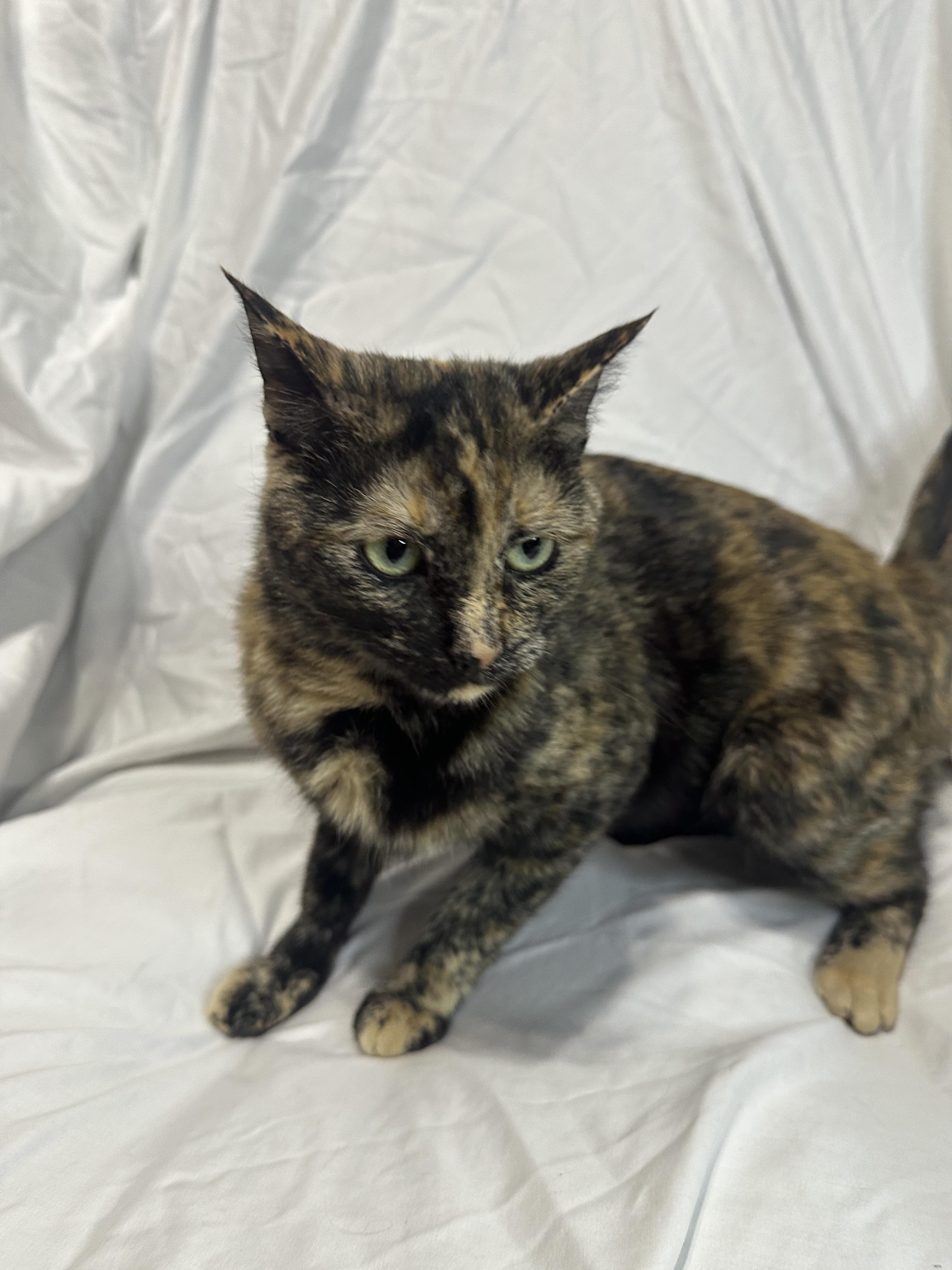 Enlarge Jade, a ADOPTABLE Domestic Short Hair in Tucson, AZ image 2/2