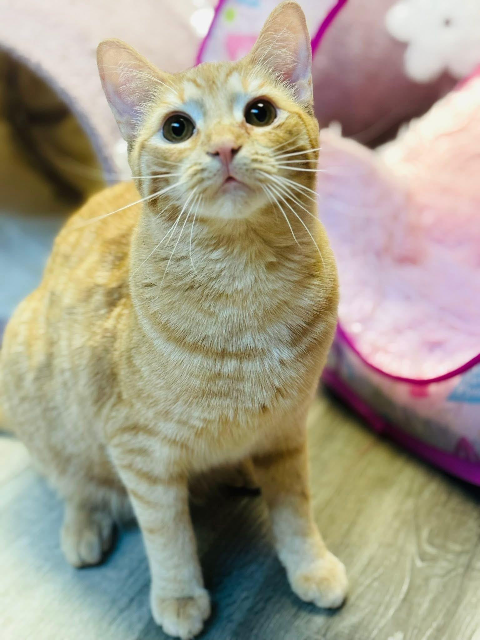 Ruby & Rio, Young Female Domestic Short Hair