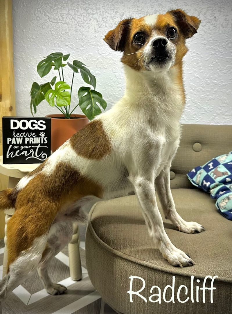 Radcliffe, a Adoptable mixed breed in Arcadia, FL image 2/4