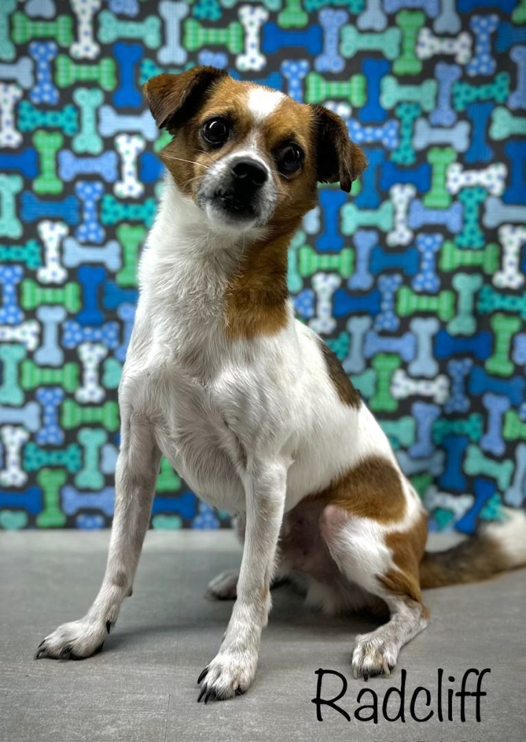 Radcliffe, a Adoptable mixed breed in Arcadia, FL image 1/4