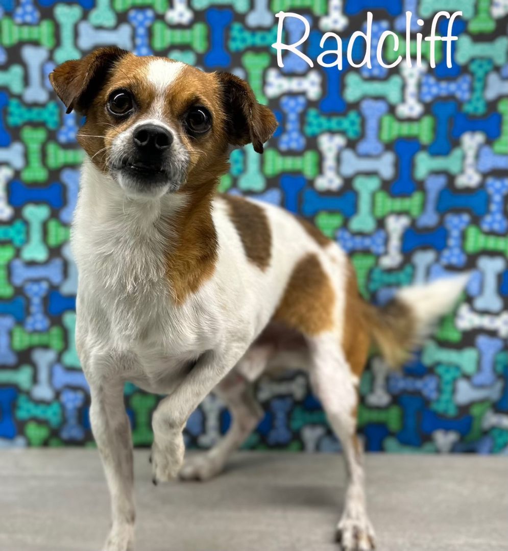 Radcliffe, a Adoptable mixed breed in Arcadia, FL image 3/4