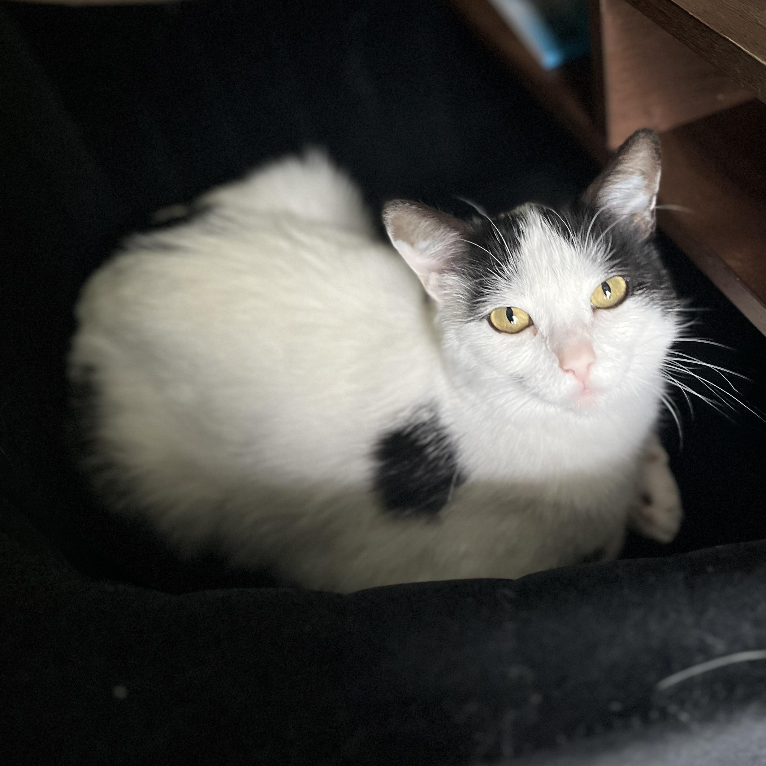 Enlarge Lucy, a Adoptable Domestic Short Hair in Hickory, NC image 2/4