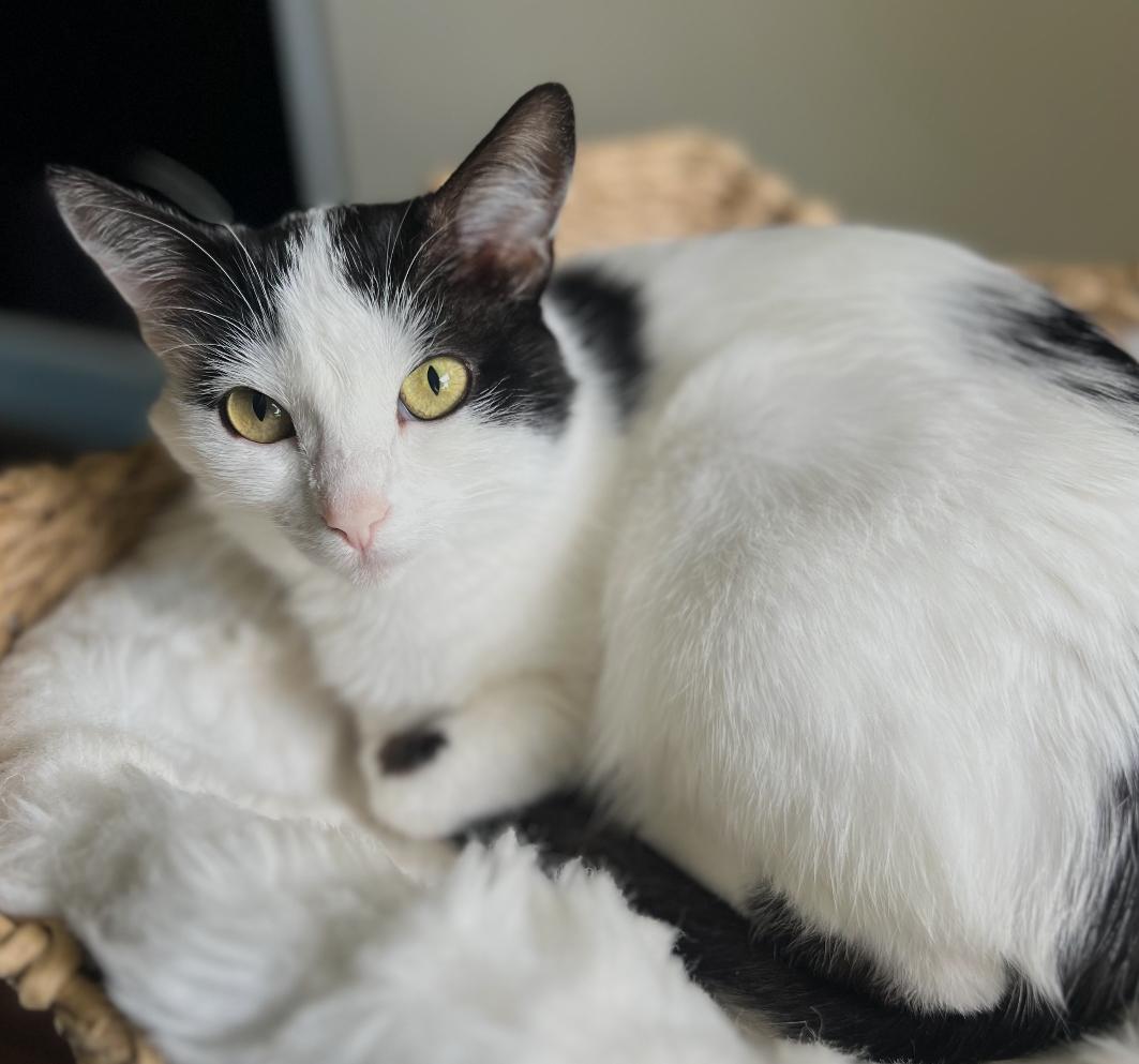 Enlarge Lucy, a Adoptable Domestic Short Hair in Hickory, NC image 3/4