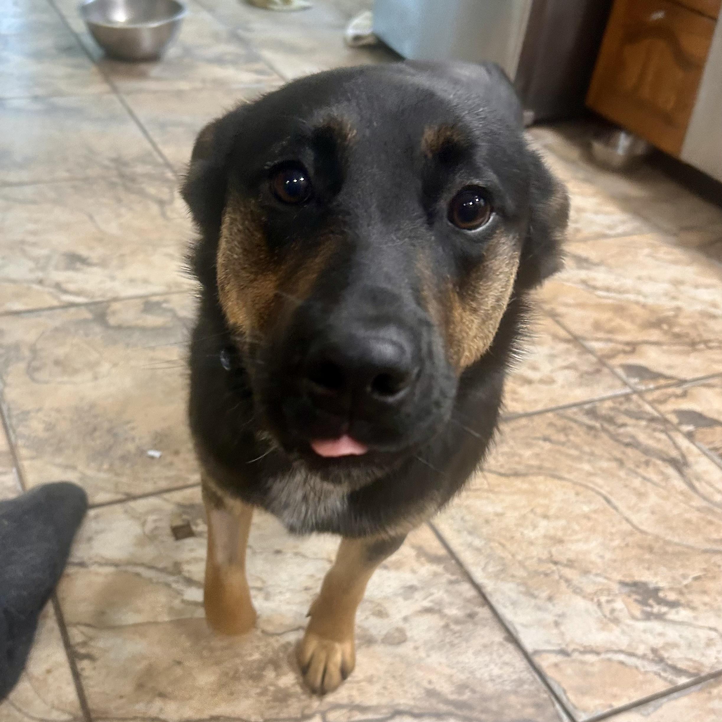 Fletcher (3 Legs), an adopted mixed breed in Edmonton, AB image 5/5