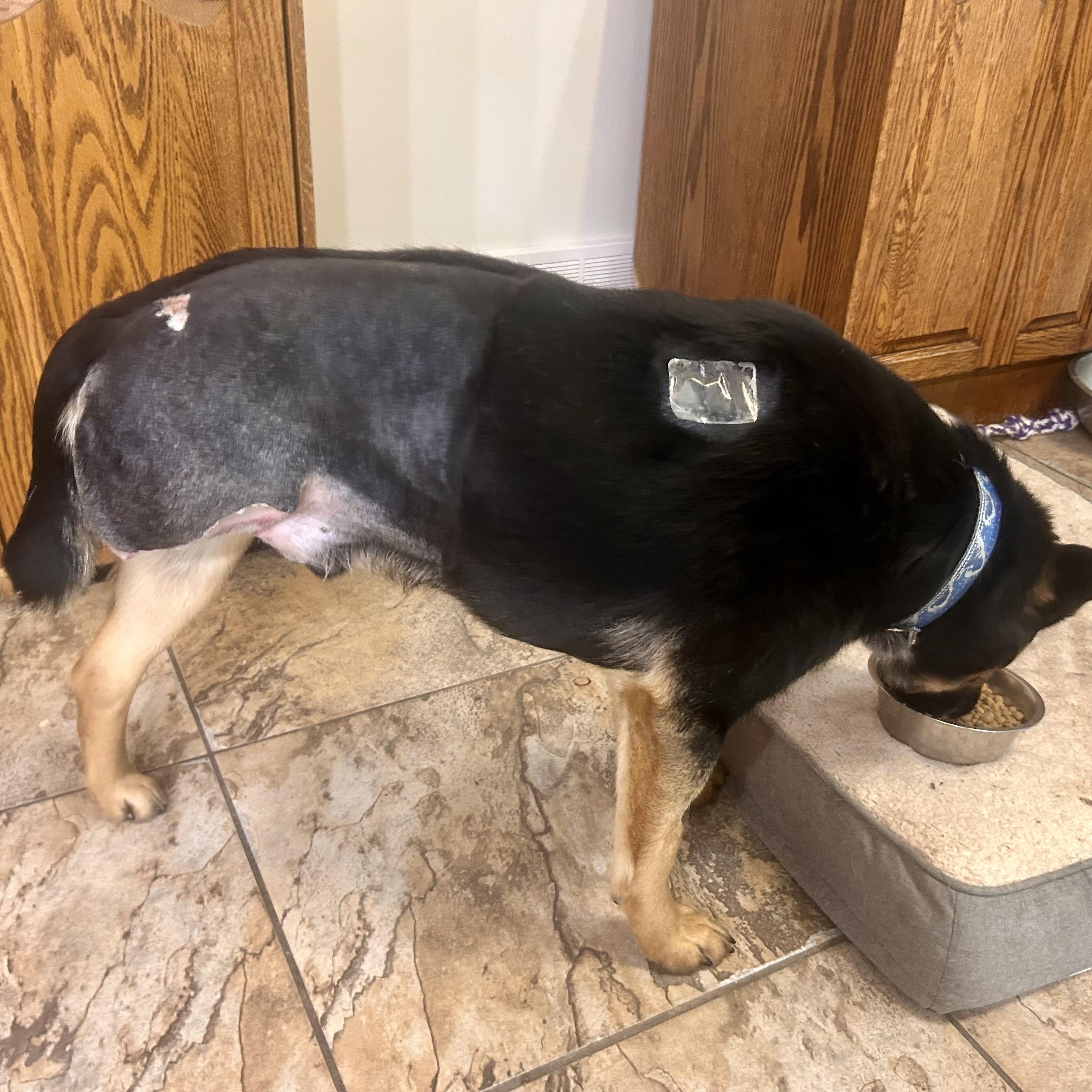 Fletcher (3 Legs), an adopted mixed breed in Edmonton, AB image 4/5