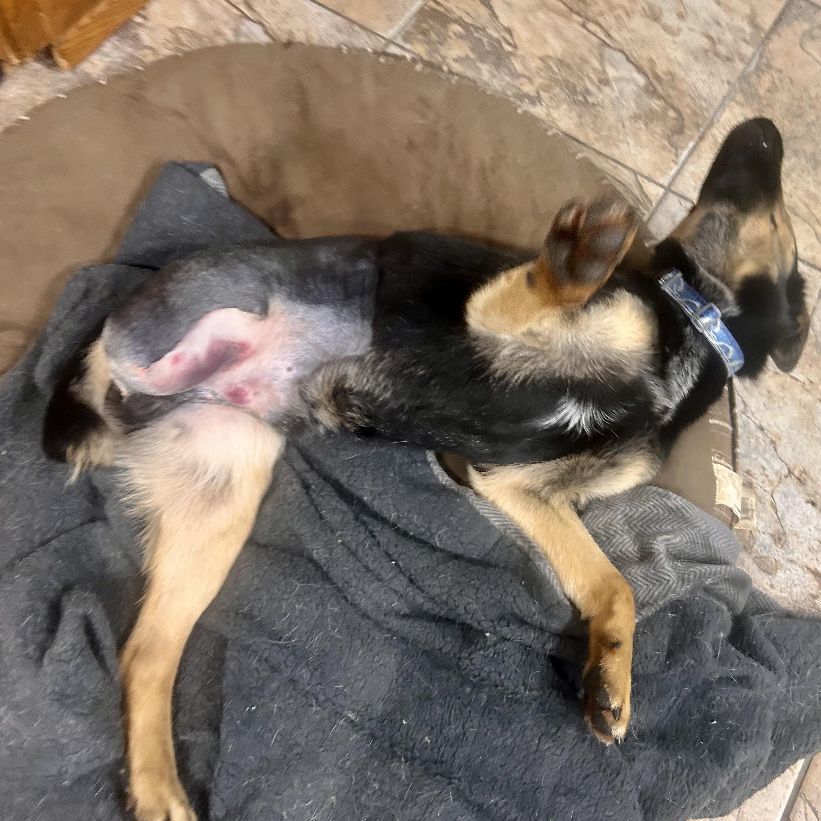 Fletcher (3 Legs), an adopted mixed breed in Edmonton, AB image 2/5