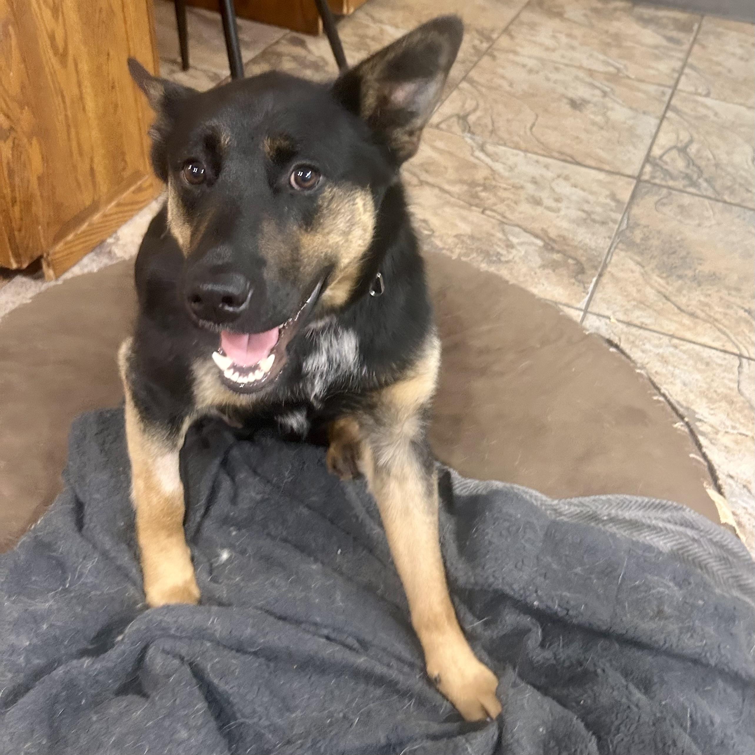 Fletcher (3 Legs), an adopted mixed breed in Edmonton, AB image 3/5