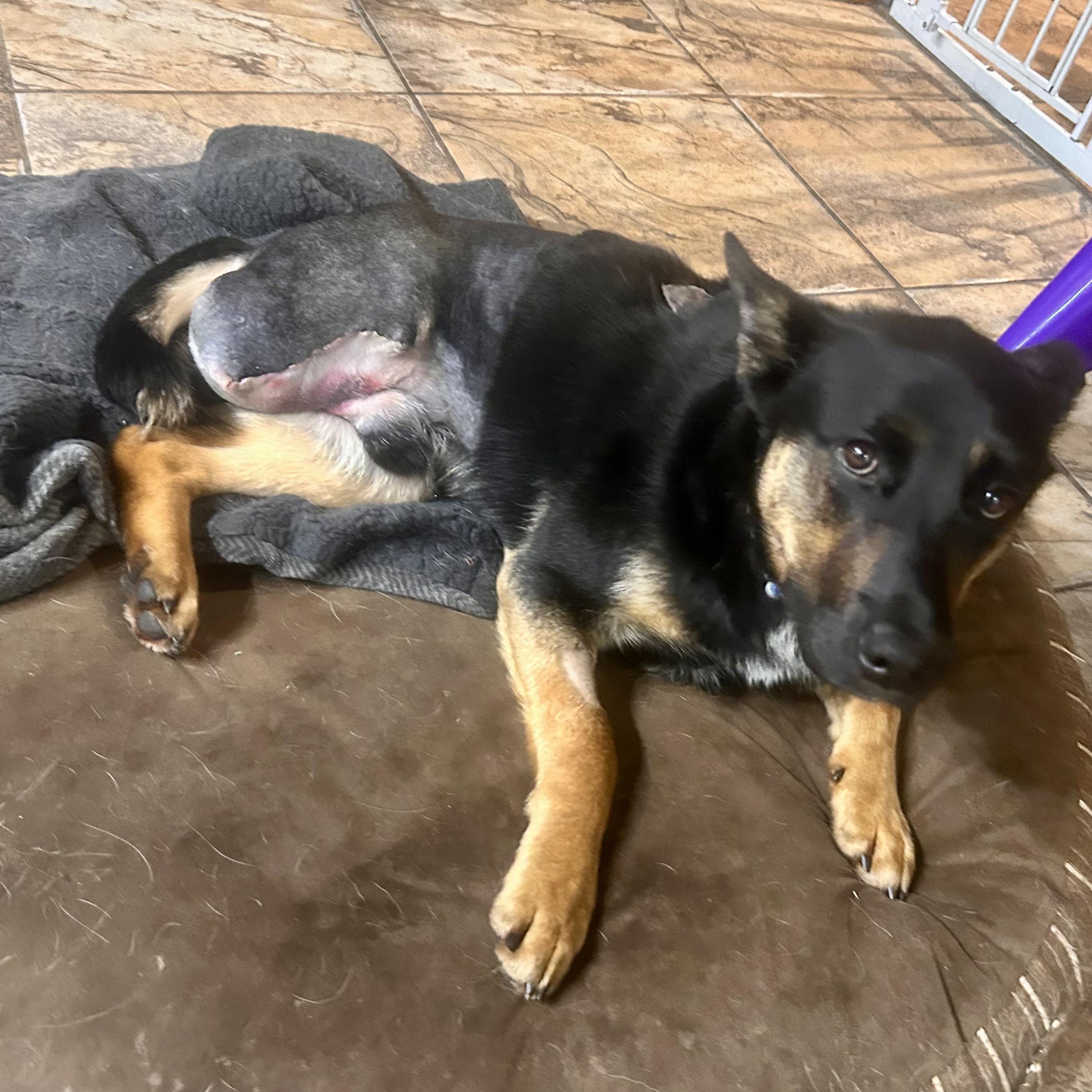 Fletcher (3 Legs), an adopted mixed breed in Edmonton, AB image 1/5