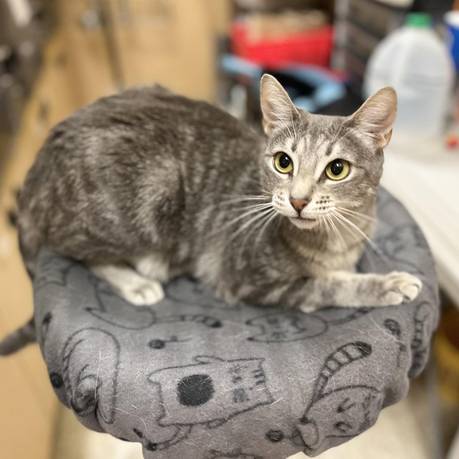 Enlarge Nessa, a Adoptable Domestic Short Hair in Mission Viejo, CA image 1/3