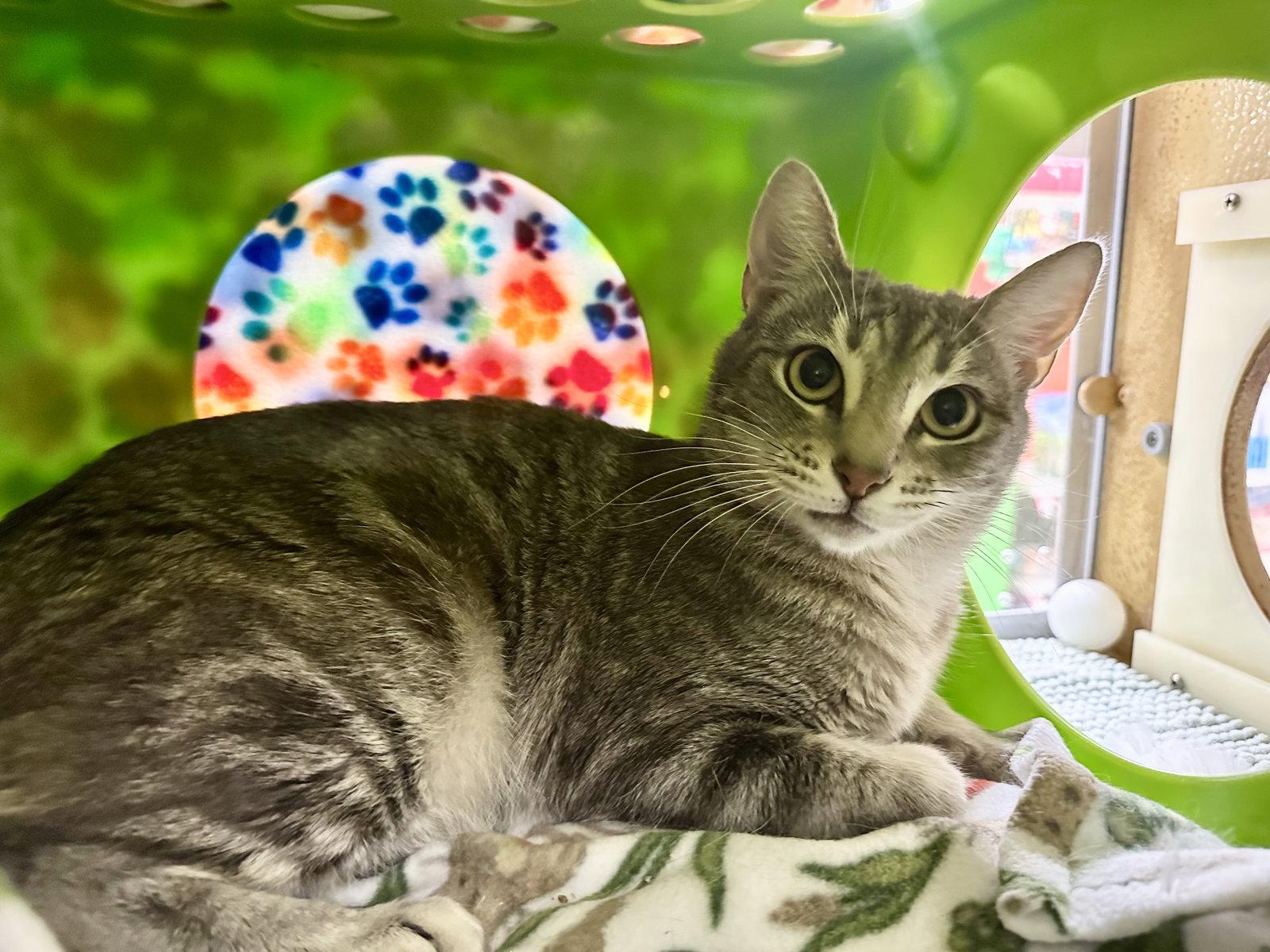 Enlarge Nessa, a Adoptable Domestic Short Hair in Mission Viejo, CA image 2/3