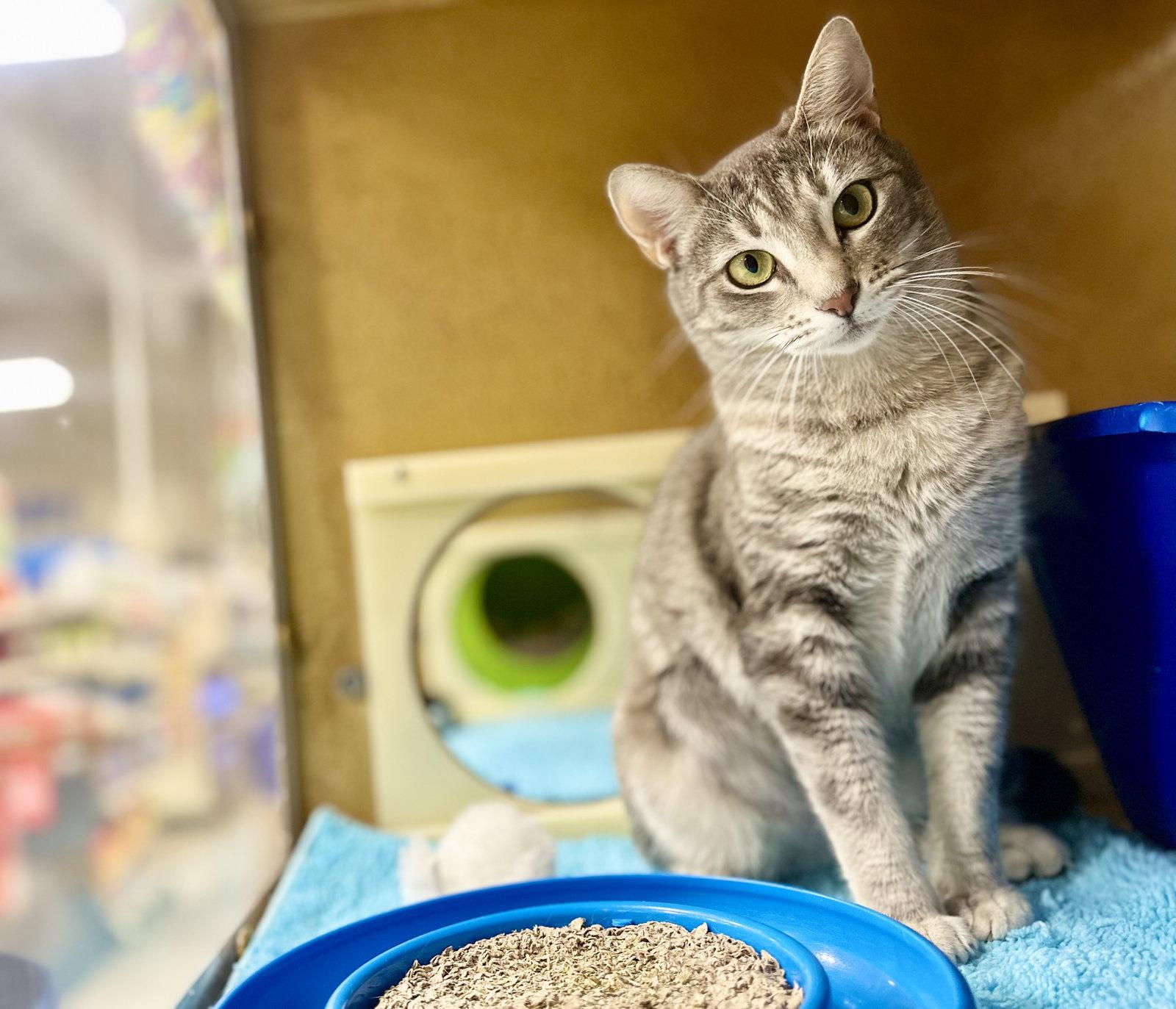 Nessa, Adoptable, Young Female Domestic Short Hair.