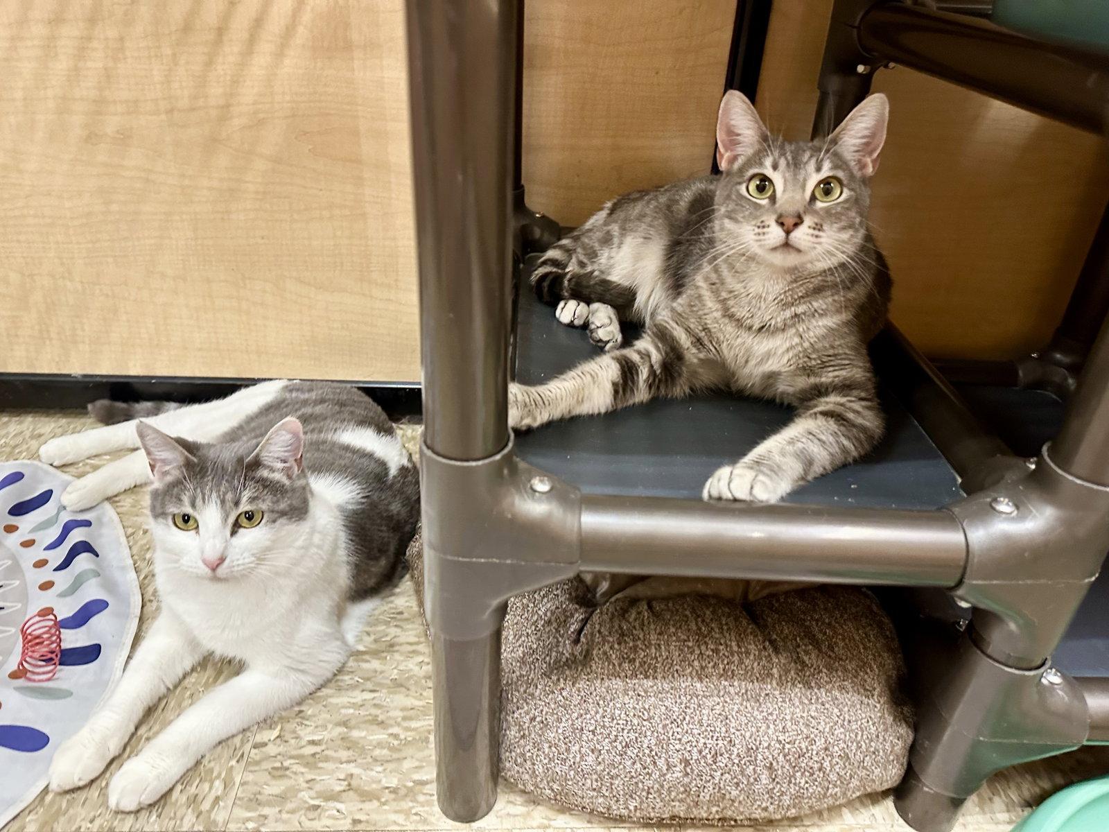 Enlarge Nessa, a Adoptable Domestic Short Hair in Mission Viejo, CA image 2/3
