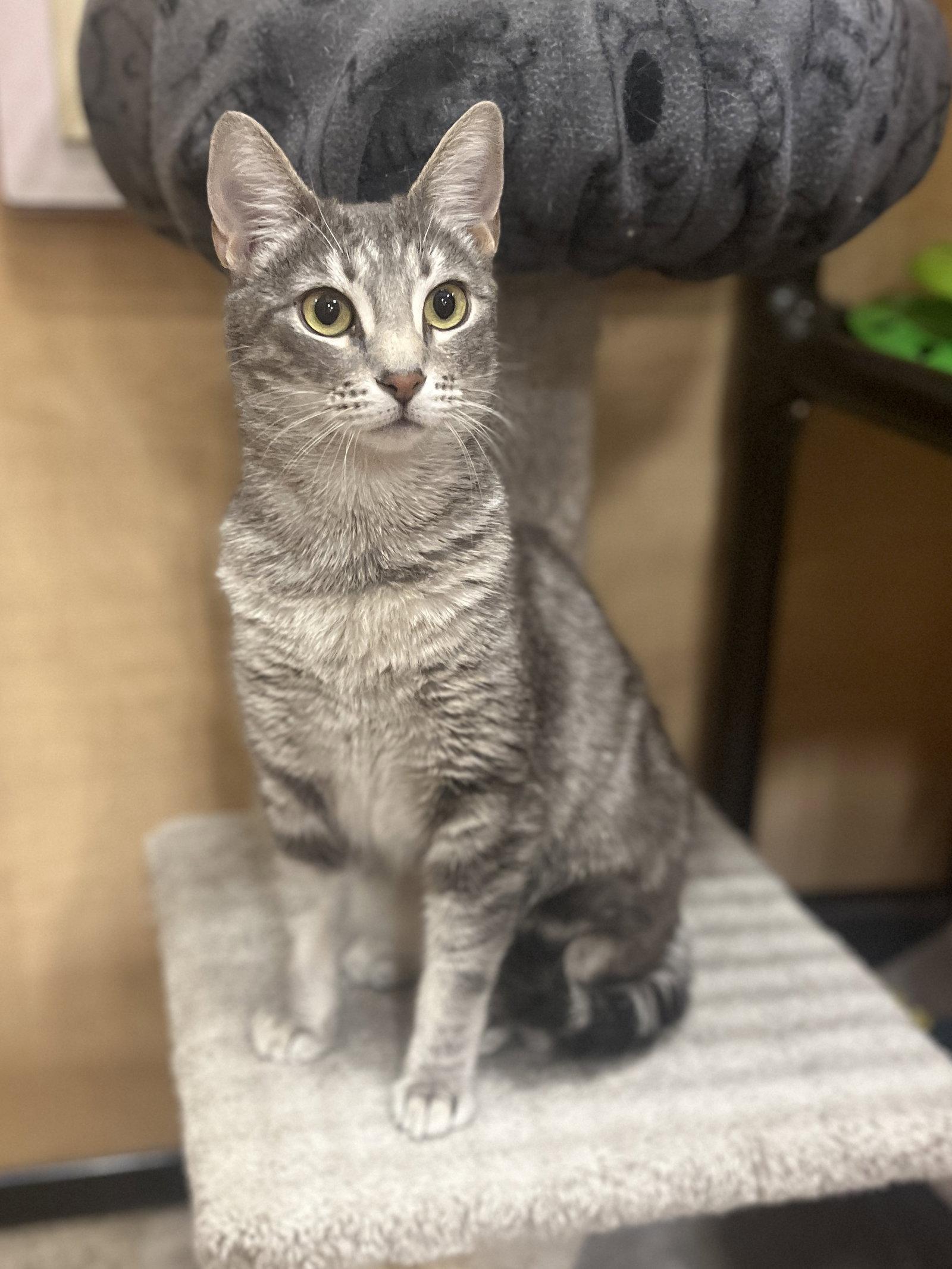 Enlarge Nessa, a Adoptable Domestic Short Hair in Mission Viejo, CA image 3/3