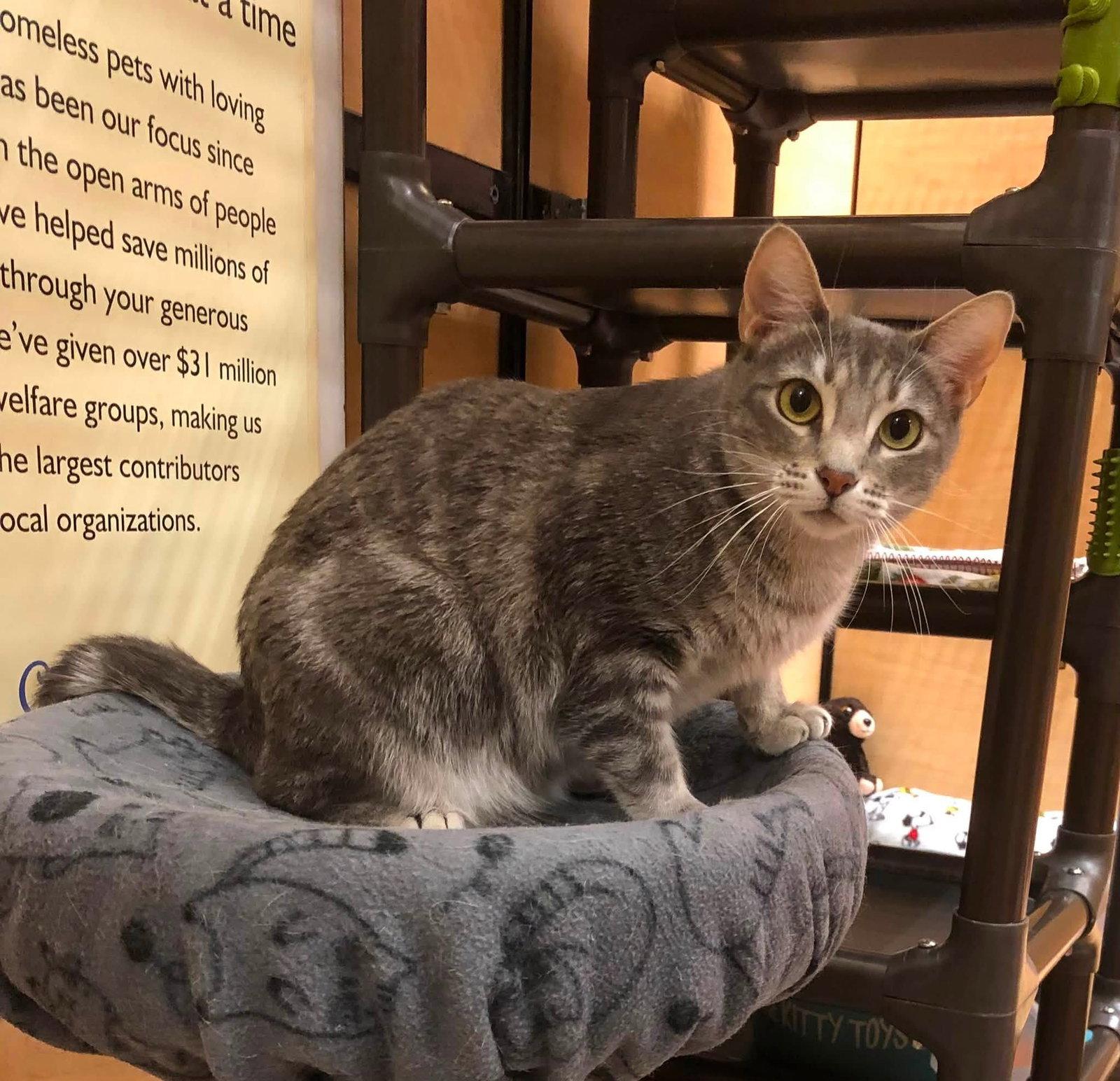 Enlarge Nessa, a Adoptable Domestic Short Hair in Mission Viejo, CA image 3/3