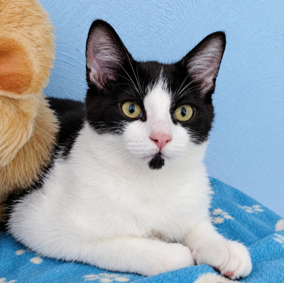Po'Boy, Adopted, Kitten Male Domestic Short Hair.