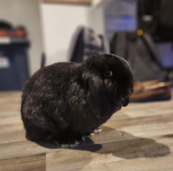 Chrissy Poo, Adoptable, Adult Female Mini Lop.