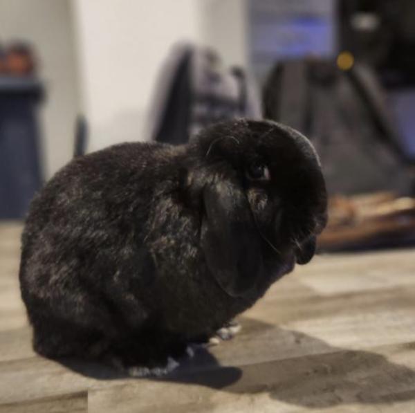 Chrissy Poo, Adoptable, Adult Female Mini Lop.