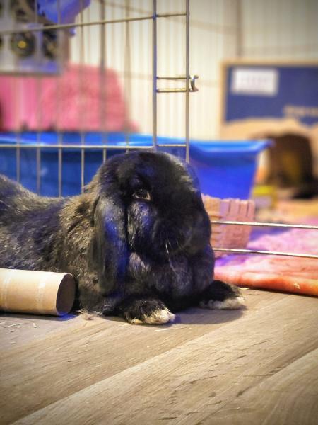 Enlarge Chrissy Poo, a Adoptable Mini Lop in Kalamazoo, MI image 3/4