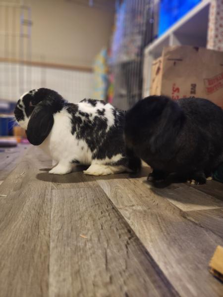 Enlarge Chrissy Poo, a Adoptable Mini Lop in Kalamazoo, MI image 4/4