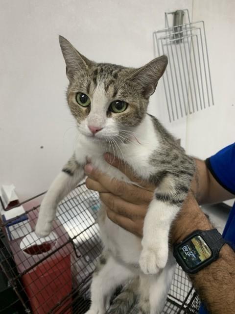 Enlarge CHERYL, a Adoptable Domestic Short Hair in San Bernardino, CA image 1/1