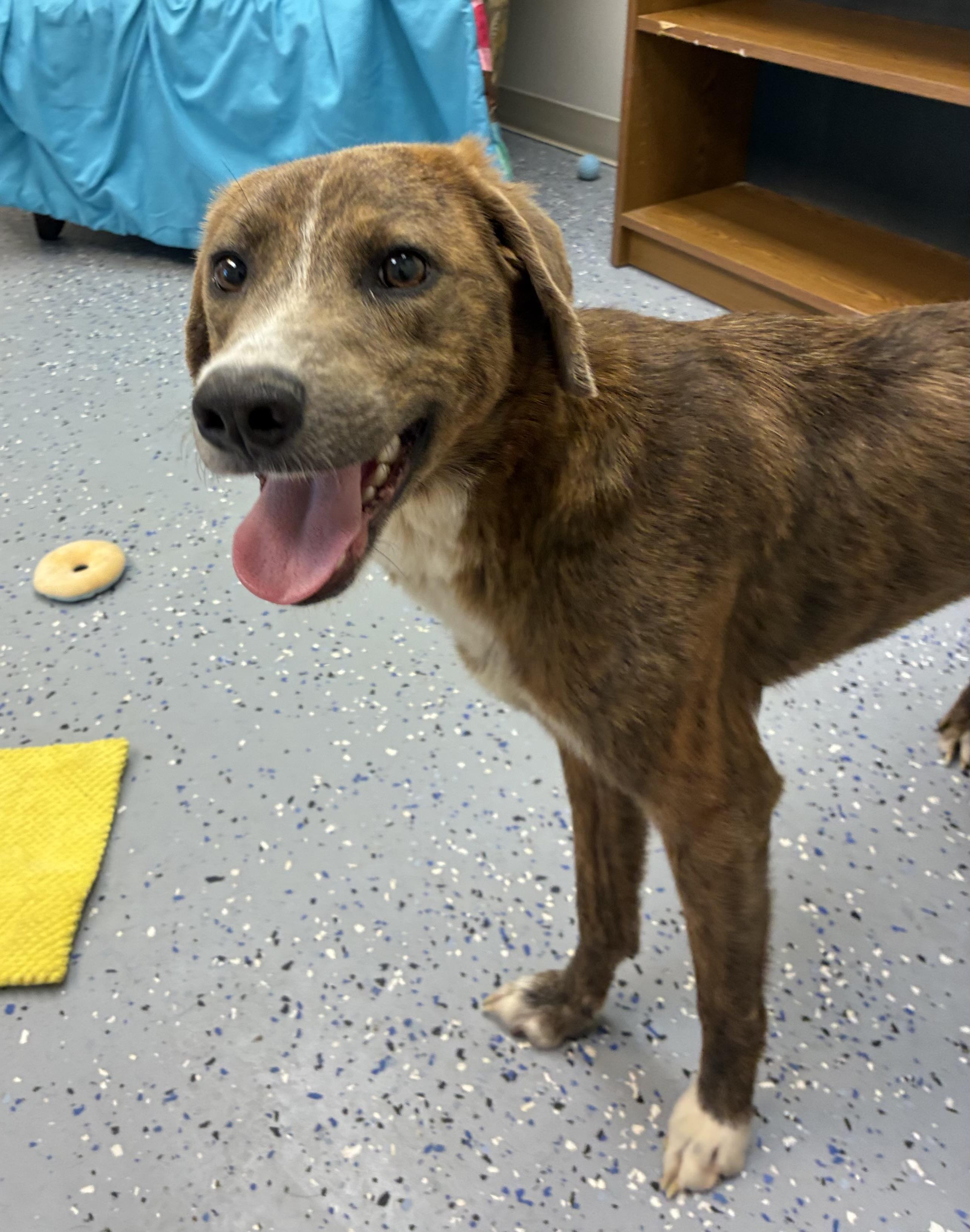 Goliath, Adoptable, Adult Male Plott Hound.