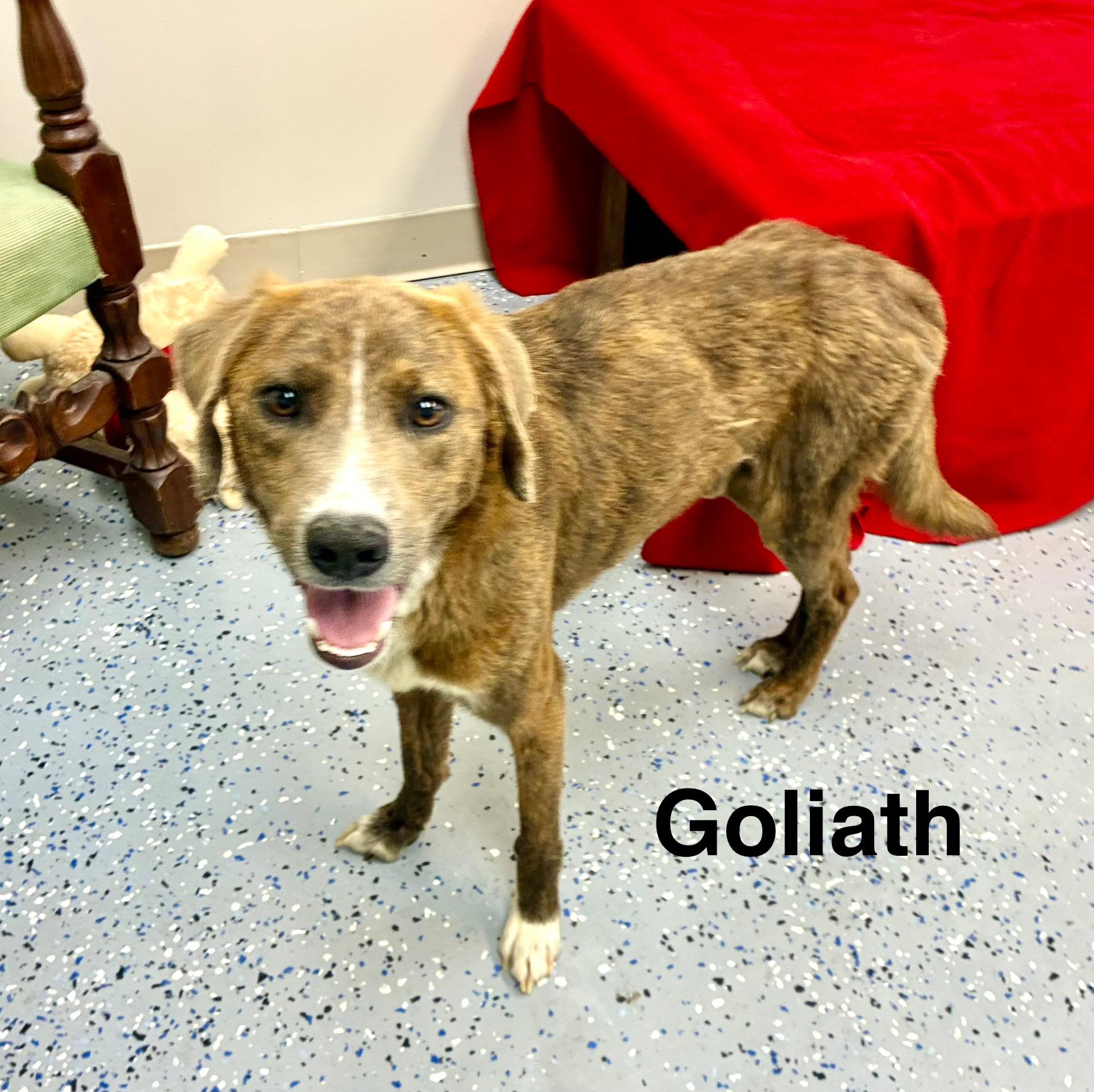 Goliath, a Adoptable mixed breed in Senatobia, MS image 2/4