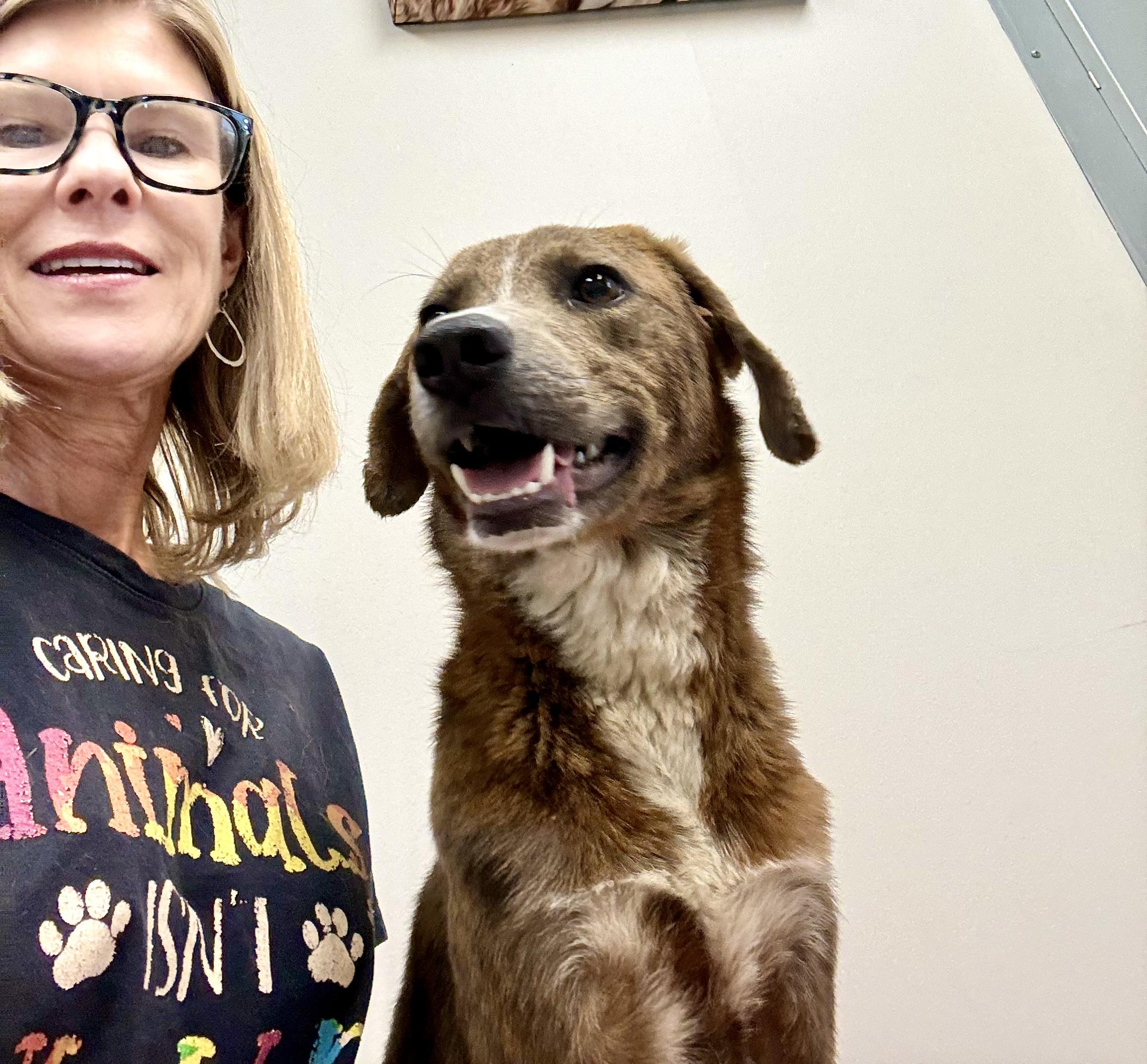 Goliath, a Adoptable mixed breed in Senatobia, MS image 3/4