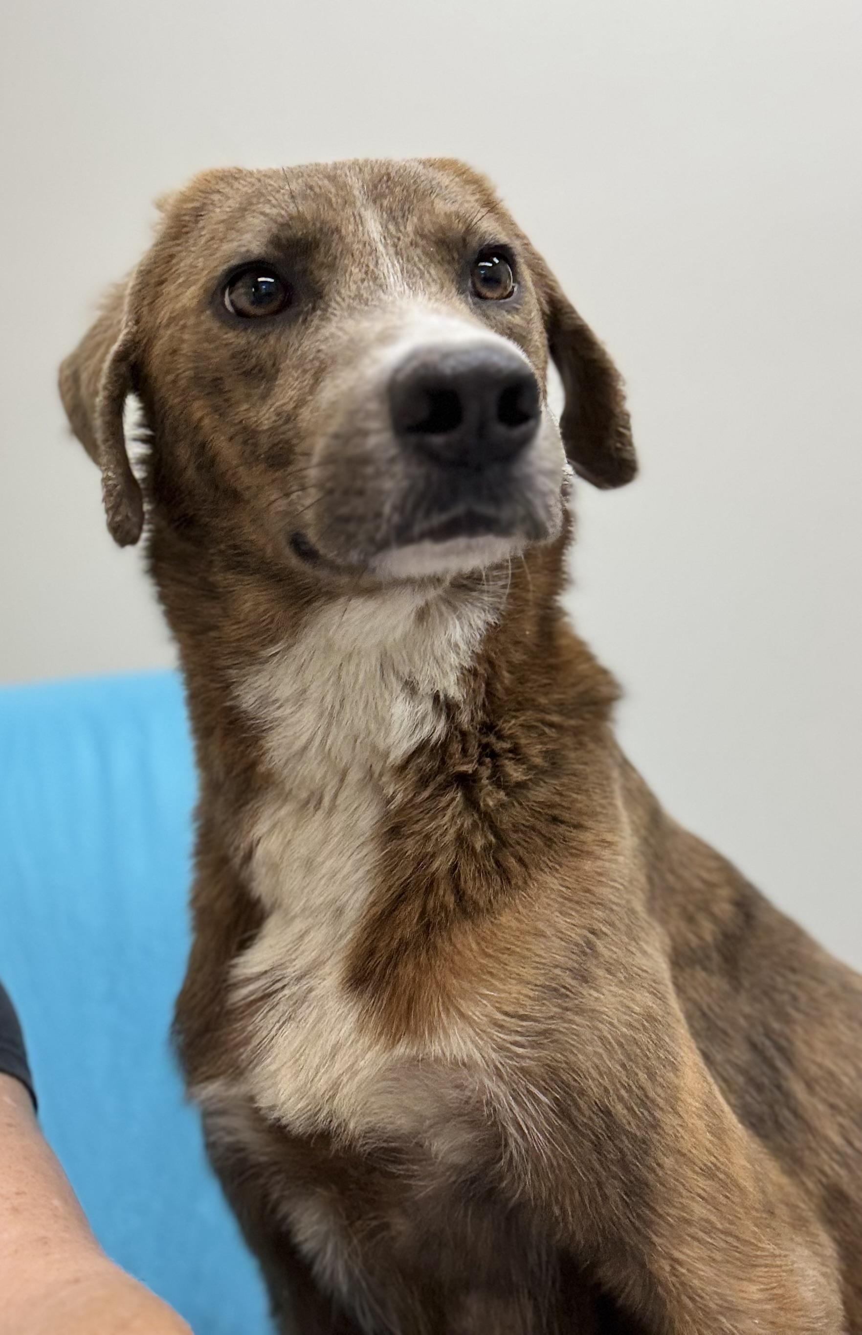 Goliath, a Adoptable mixed breed in Senatobia, MS image 4/4