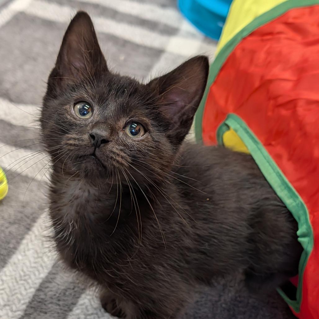 Enlarge Lorax, an adopted Domestic Short Hair in Cape Girardeau, MO image 3/3