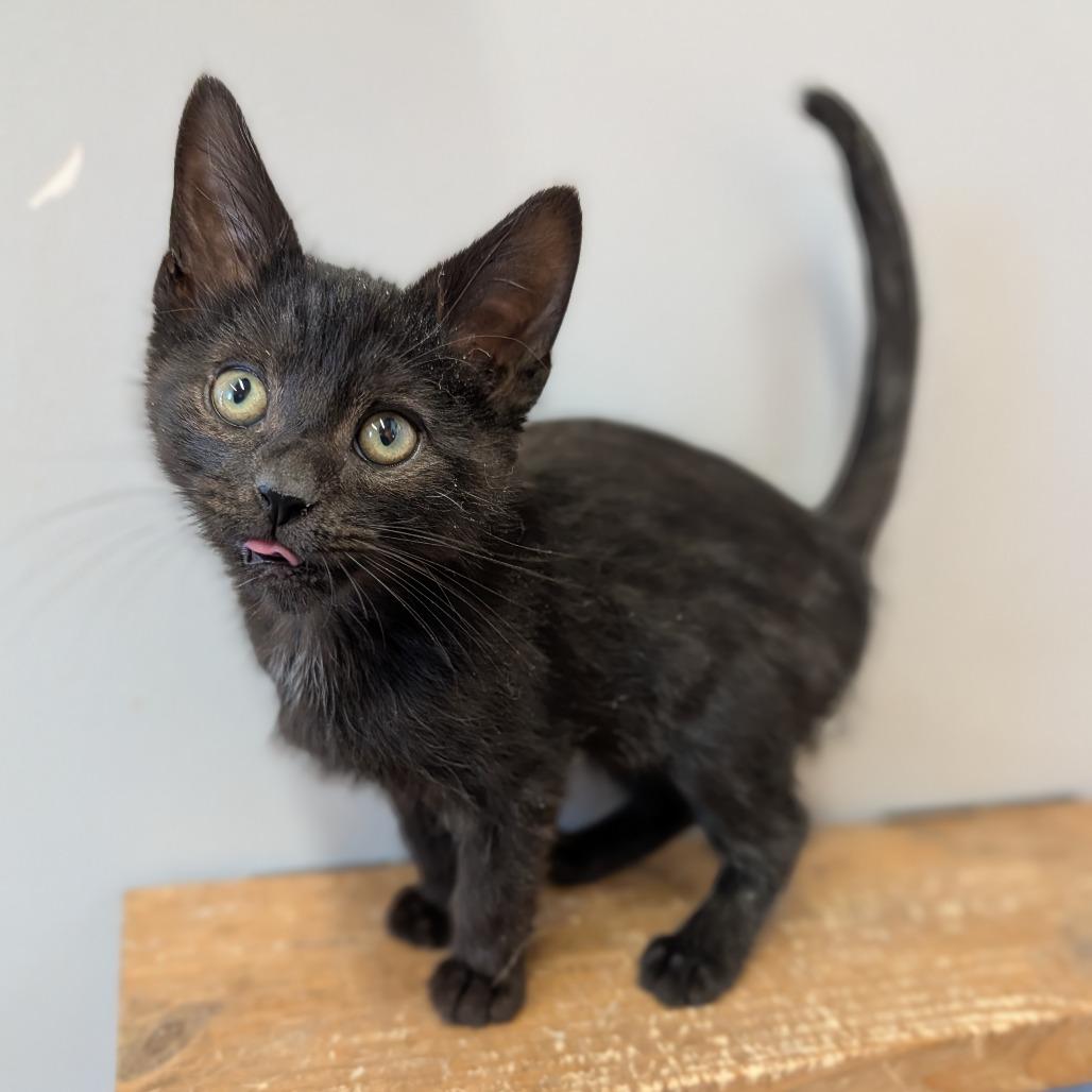 Enlarge Lorax, an adopted Domestic Short Hair in Cape Girardeau, MO image 2/3