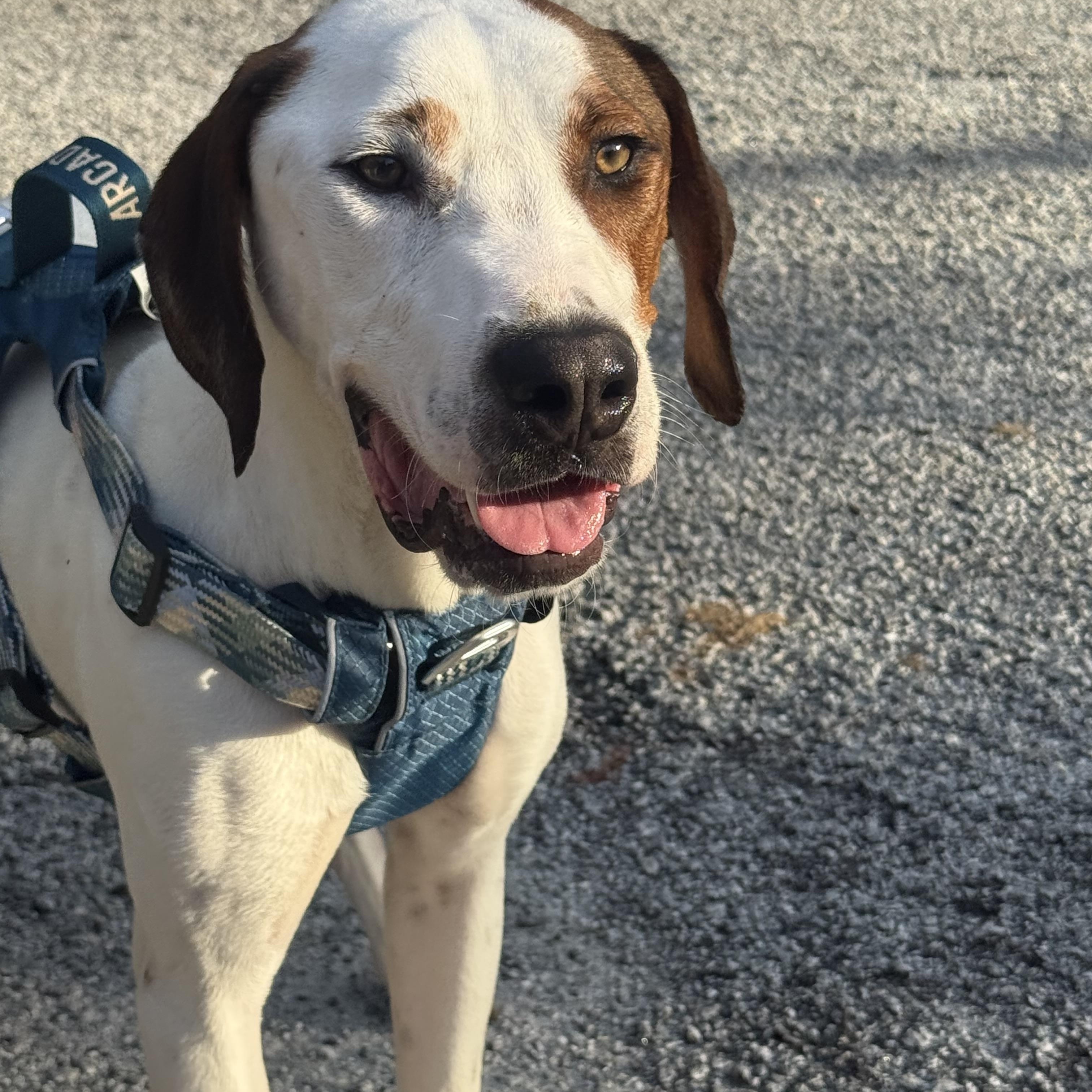 Jimmy, a ADOPTABLE Hound in atlanta, GA image 4/6