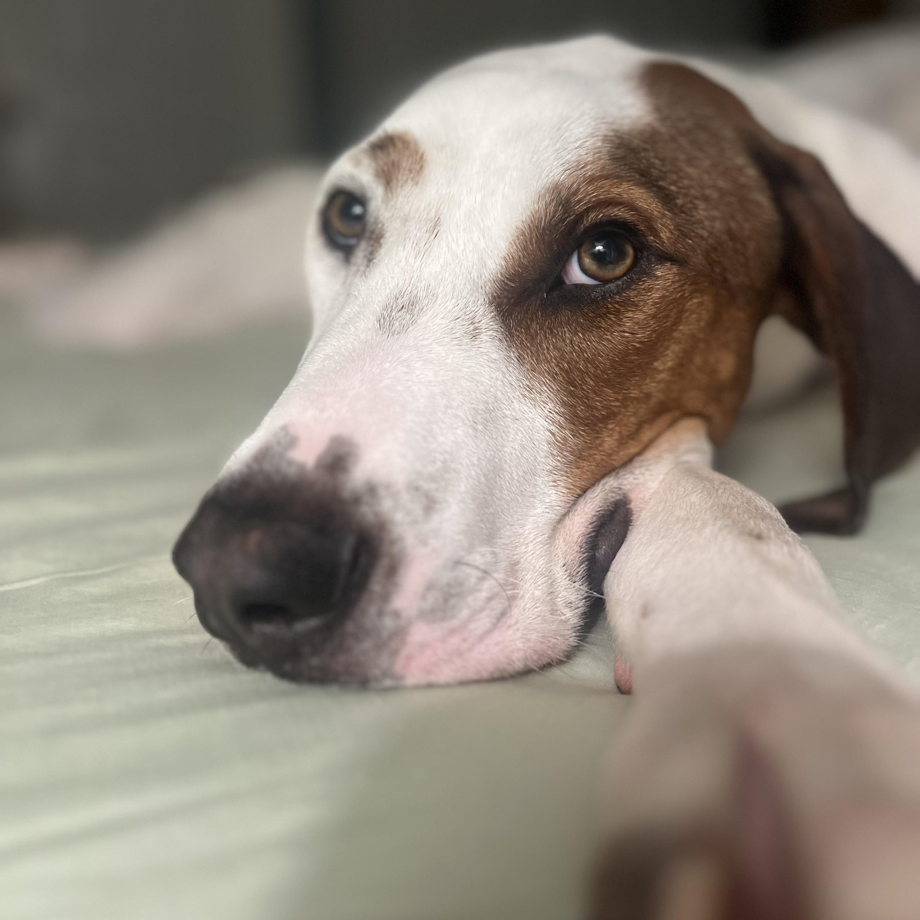 Jimmy, ADOPTABLE, Adult Male Hound.