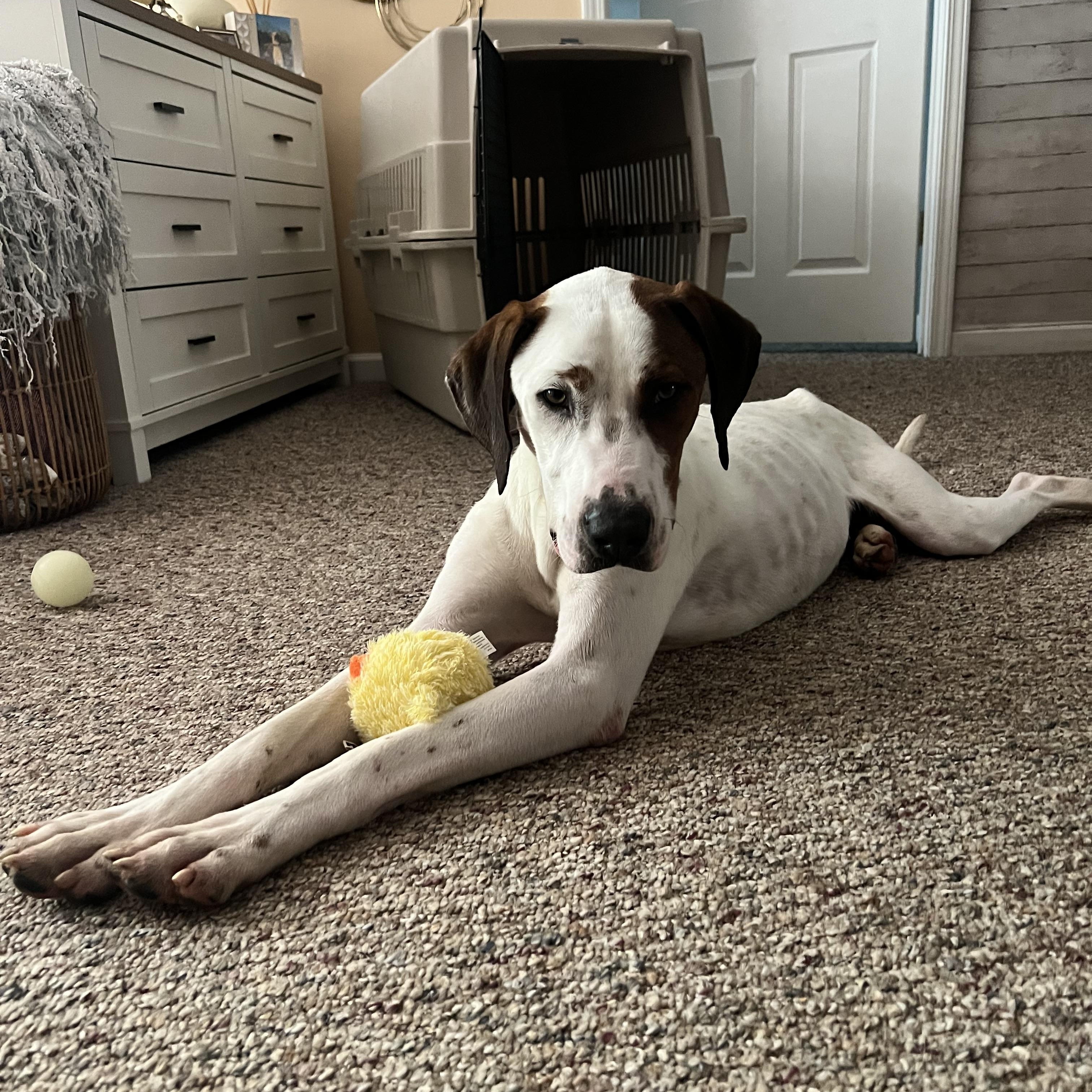 Jimmy, a ADOPTABLE Hound in atlanta, GA image 3/6
