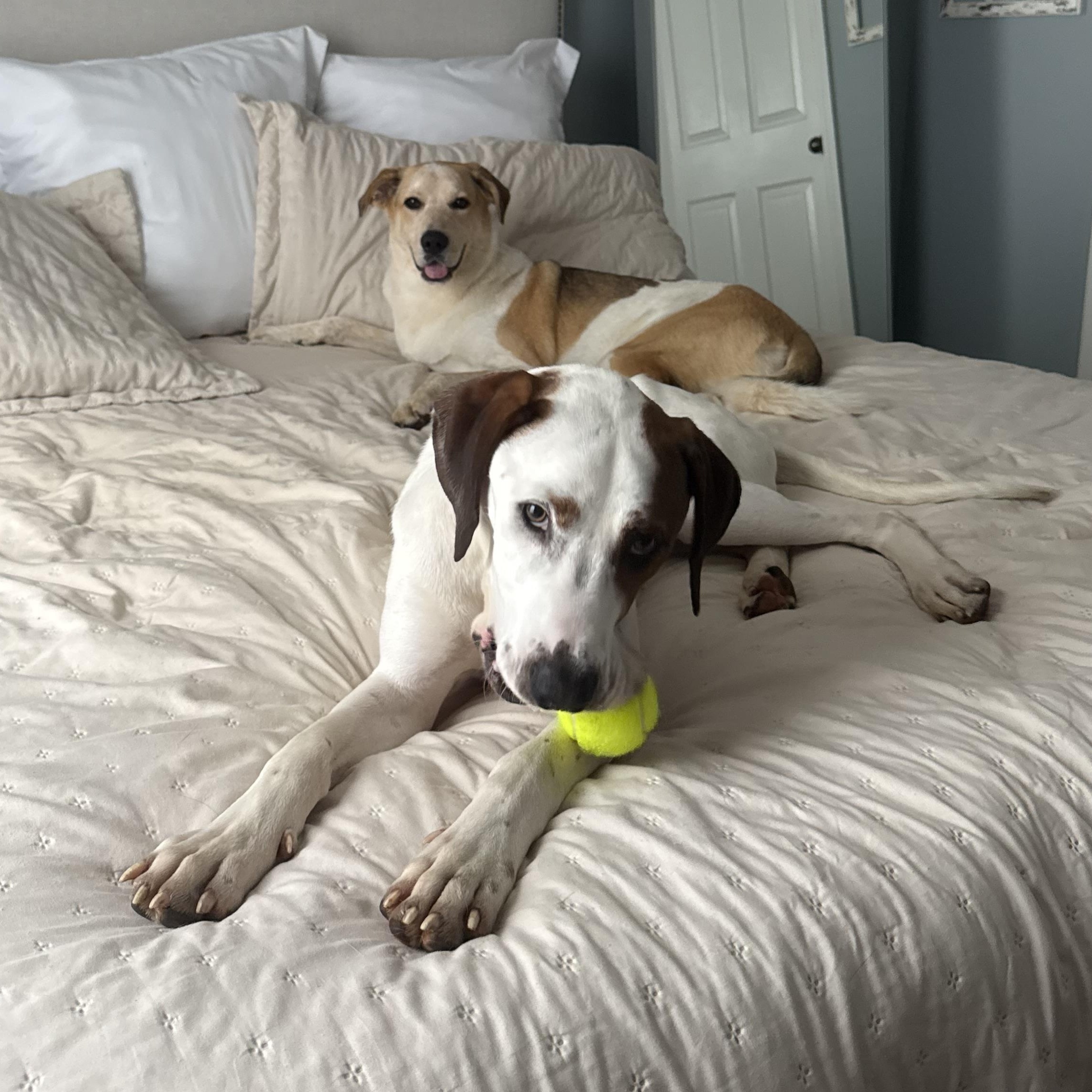 Jimmy, a ADOPTABLE Hound in atlanta, GA image 5/6