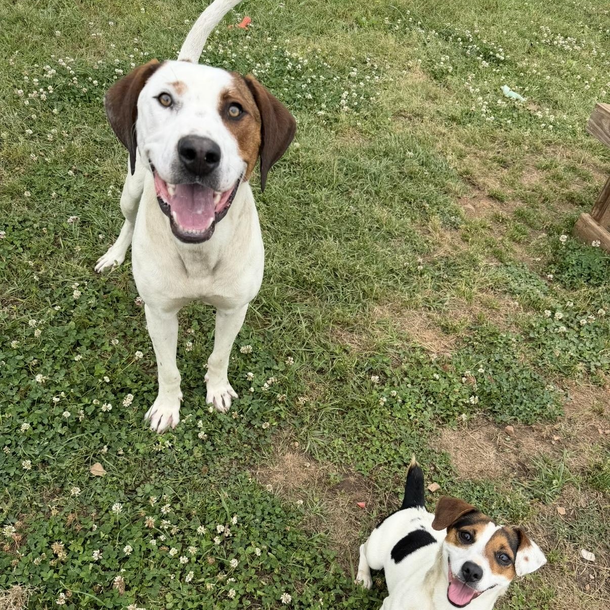 Jimmy, a ADOPTABLE Hound in atlanta, GA image 6/6