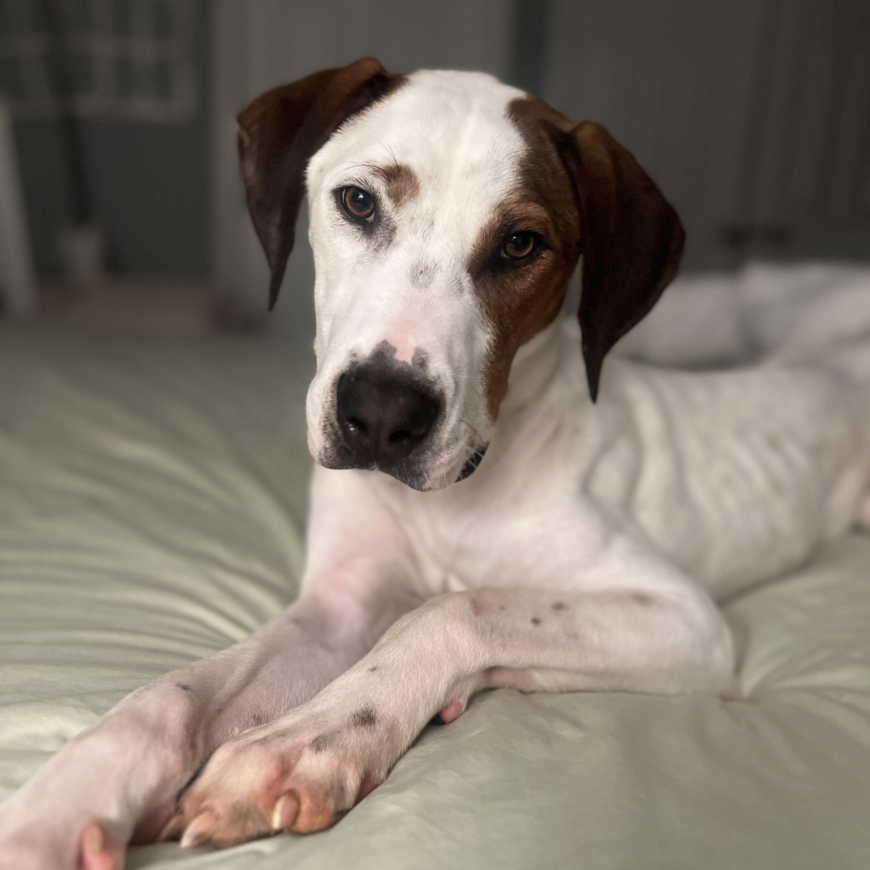 Jimmy, a ADOPTABLE Hound in atlanta, GA image 2/6