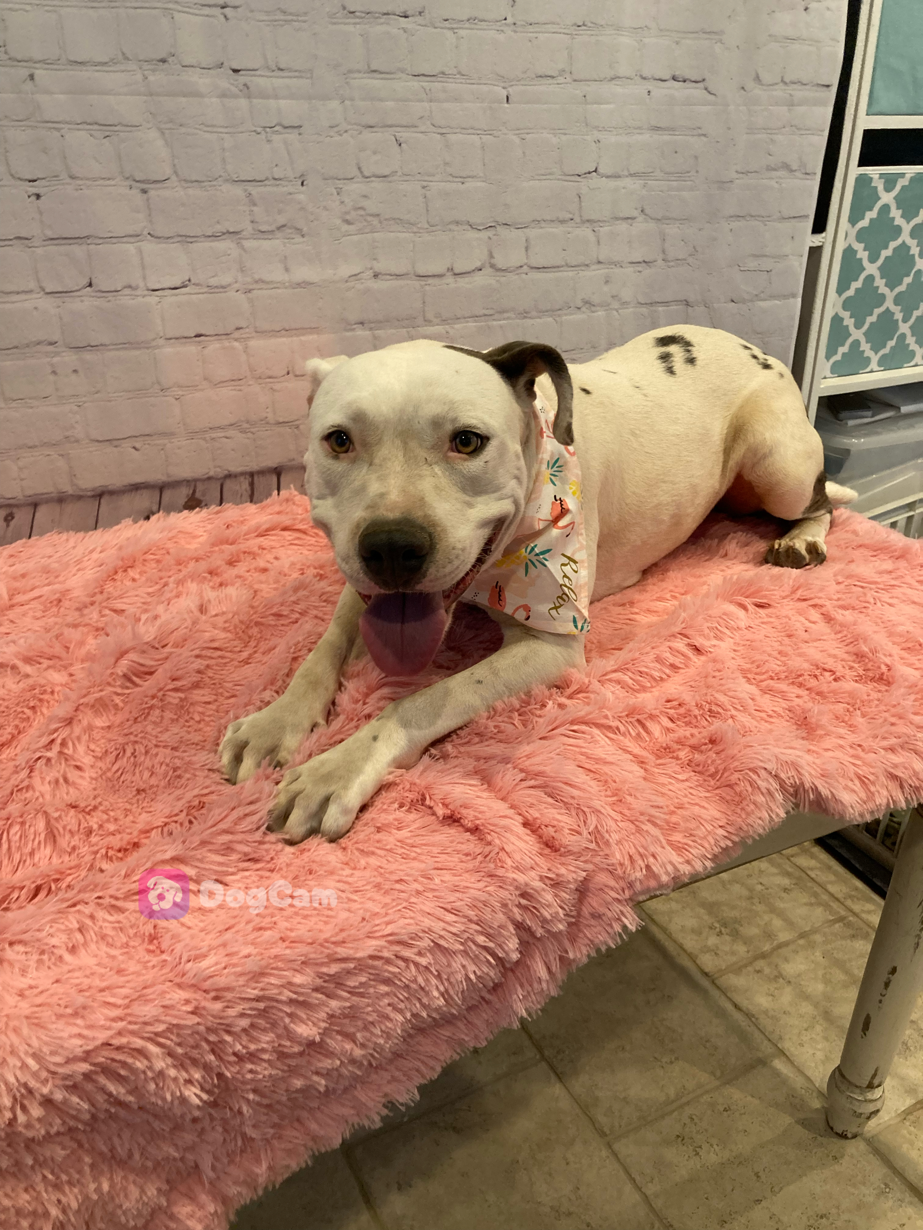 Enlarge Freyja, a Adoptable Pit Bull Terrier in Madison, CT image 4/6