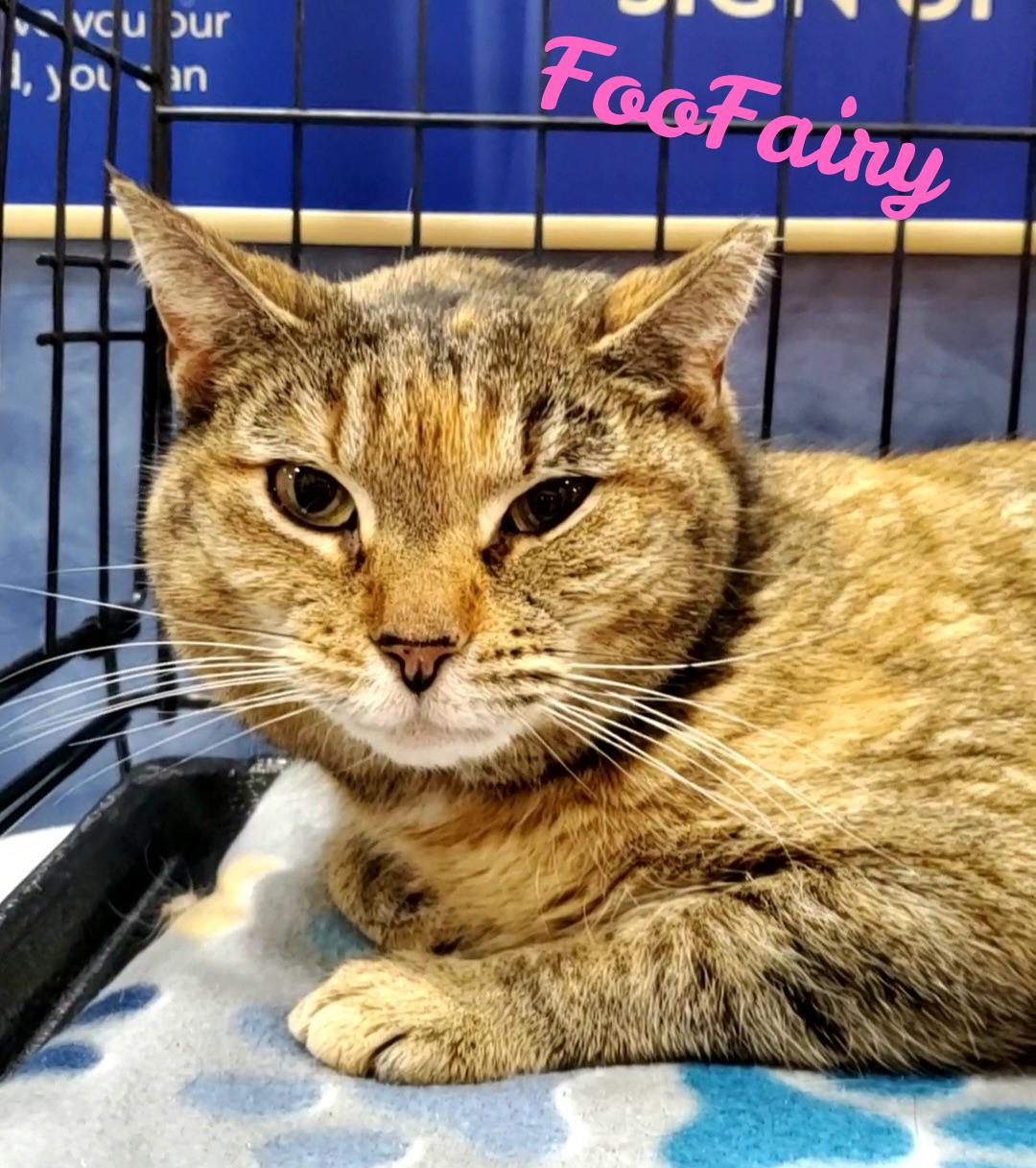 Enlarge FooFairy, a Adoptable Domestic Short Hair in Winchester, VA image 1/1