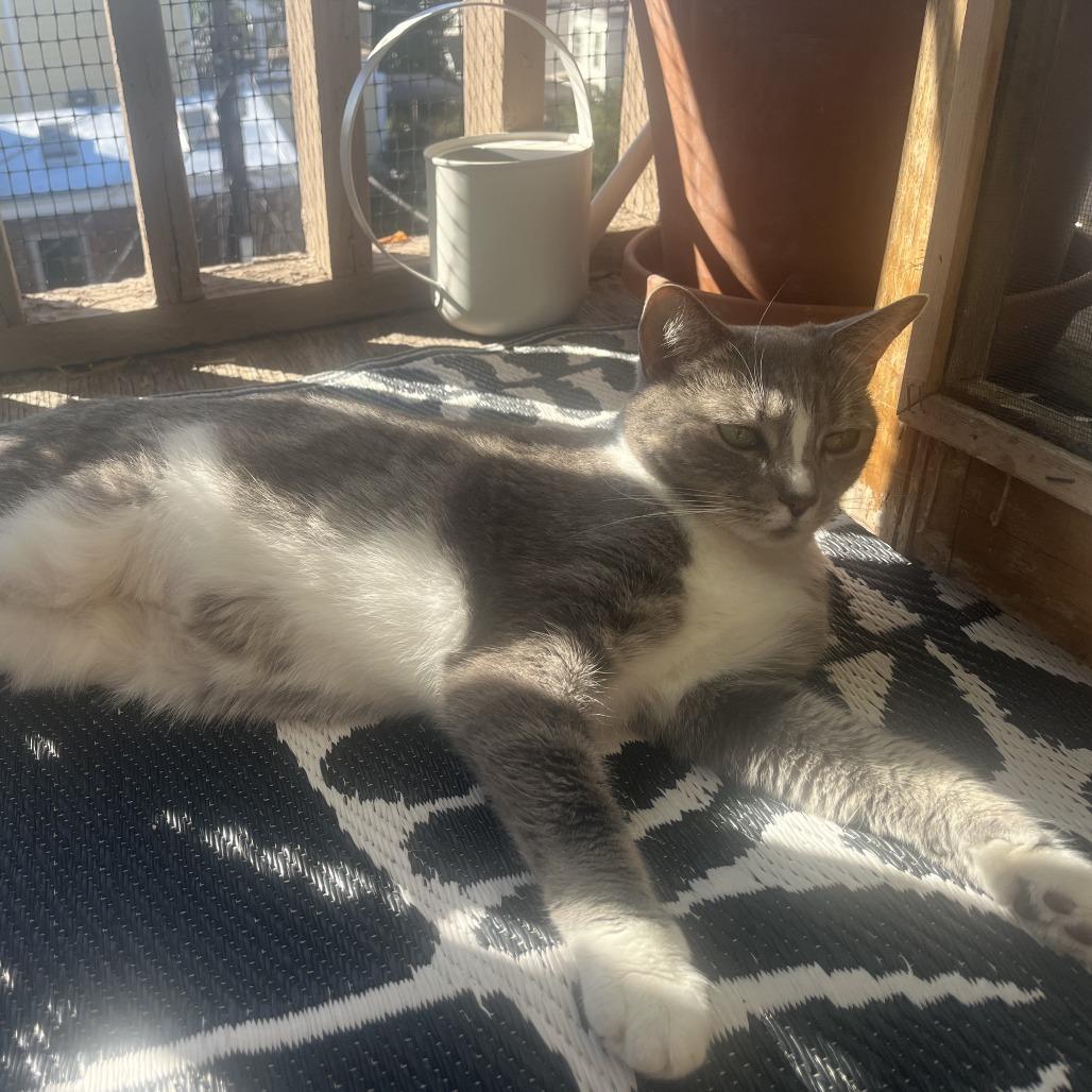 Mimi, Adoptable, Senior Female Domestic Short Hair.