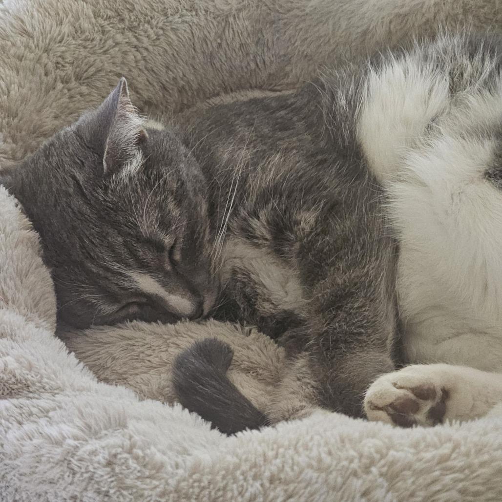 Mimi, a Adoptable Domestic Short Hair in Baltimore, MD image 1/4