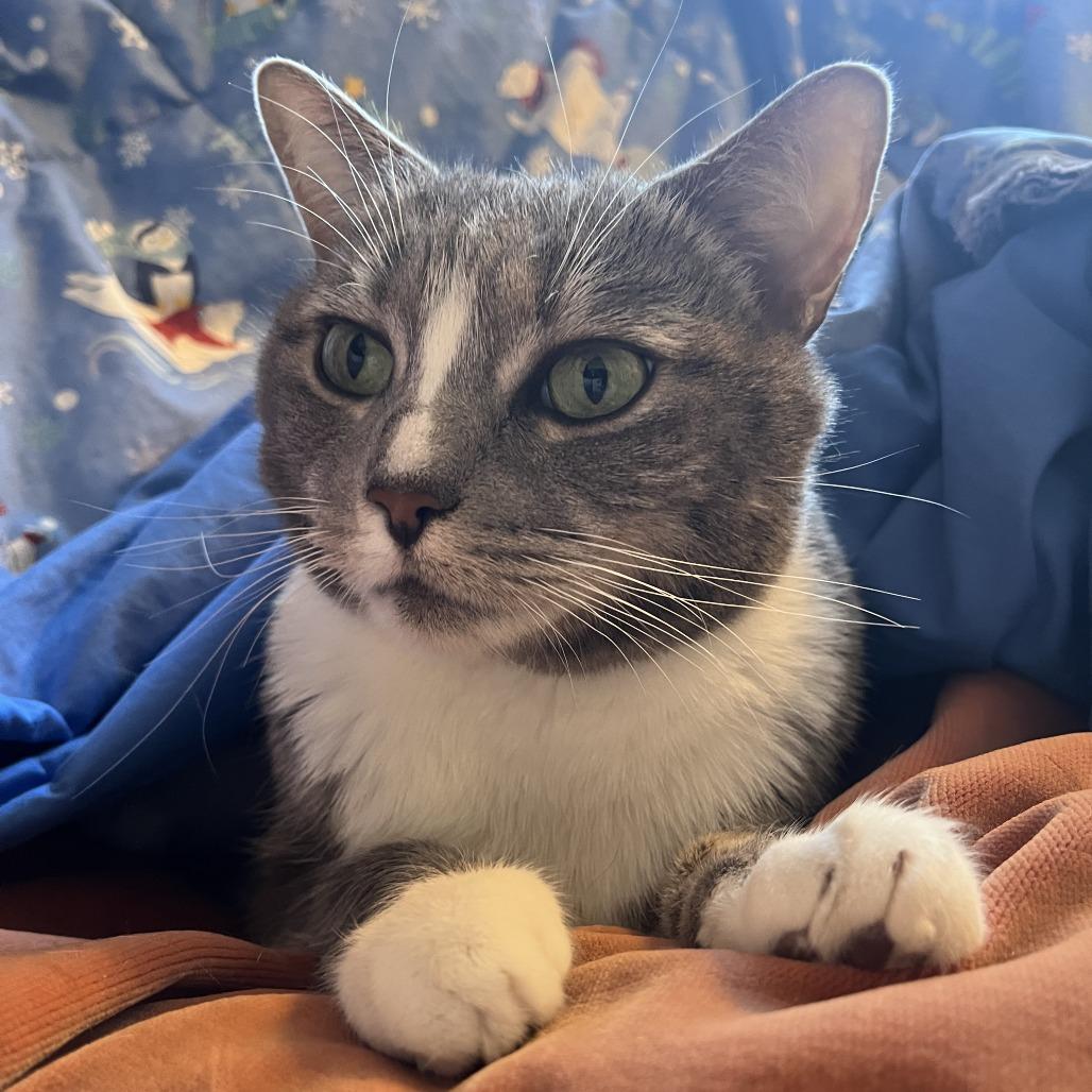 Mimi, a Adoptable Domestic Short Hair in Baltimore, MD image 2/4