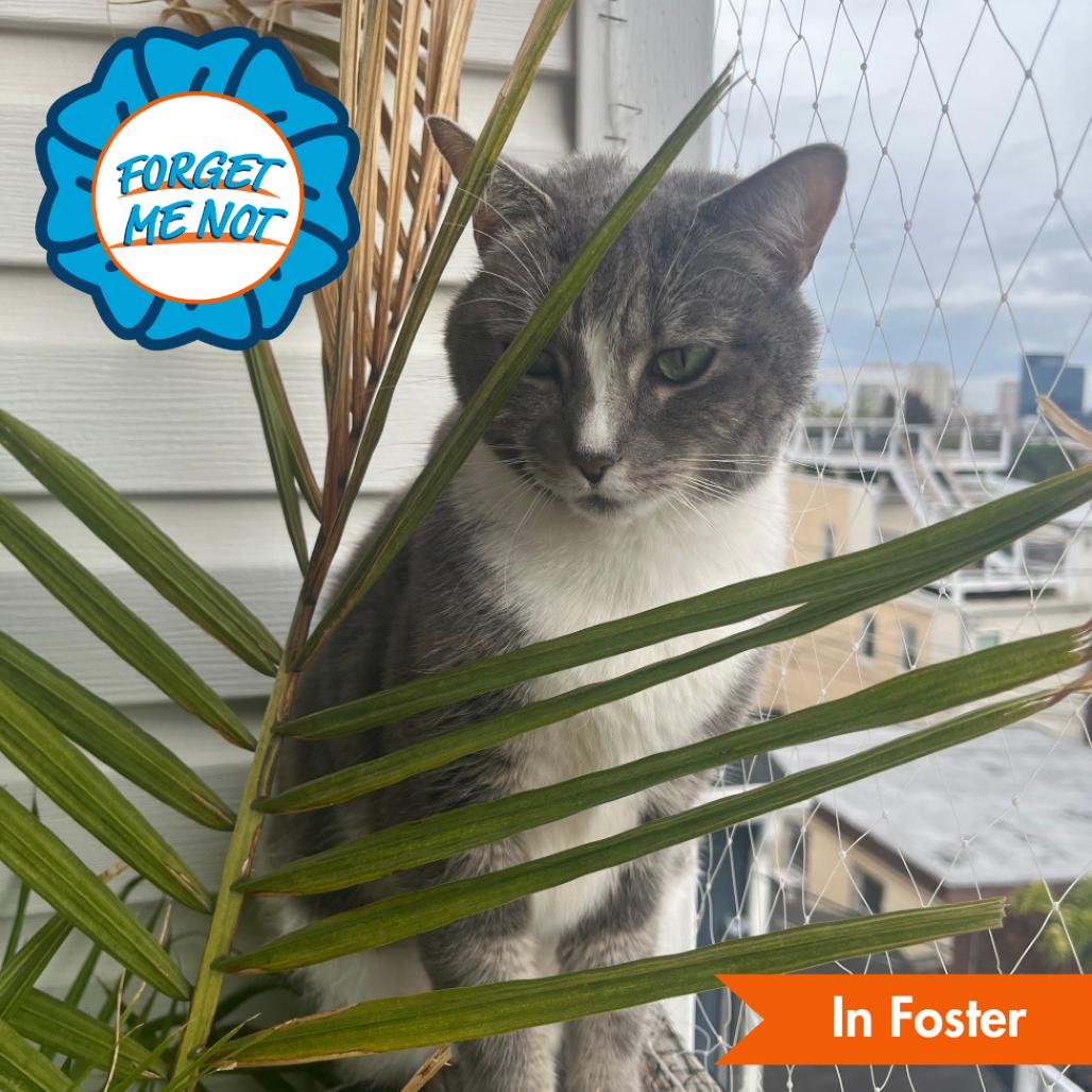 Mimi, a Adoptable Domestic Short Hair in Baltimore, MD image 3/4