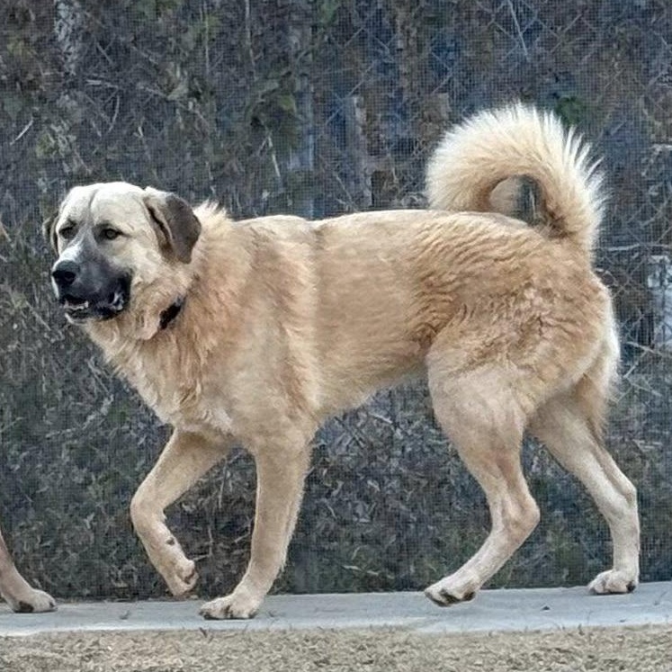 Enlarge CRUZ- HOUSTON, TX, a Adoptable mixed breed in Alvin, TX image 2/5